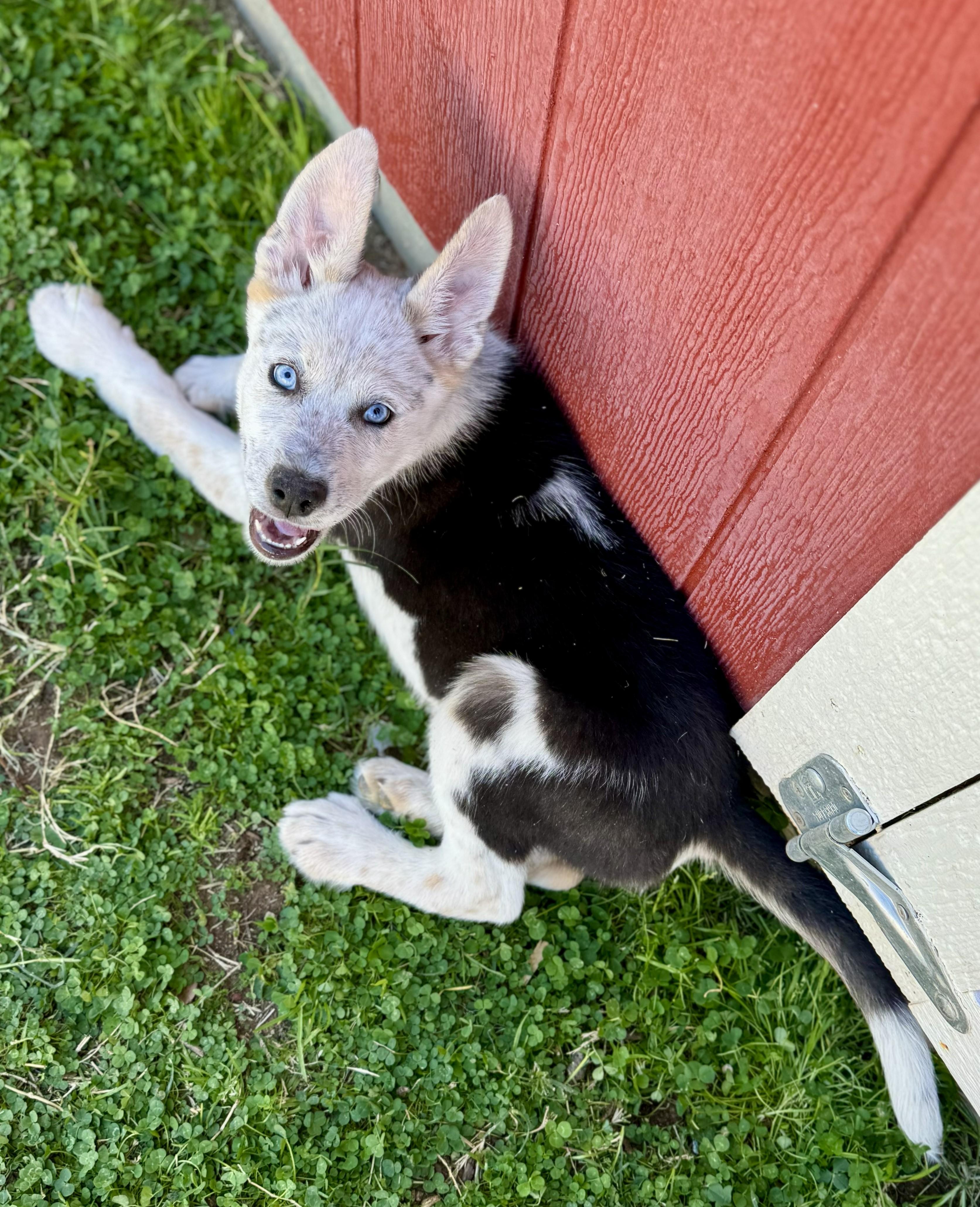 Enlarge Desert View, an adopted mixed breed in Apache Junction, AZ image 3/3