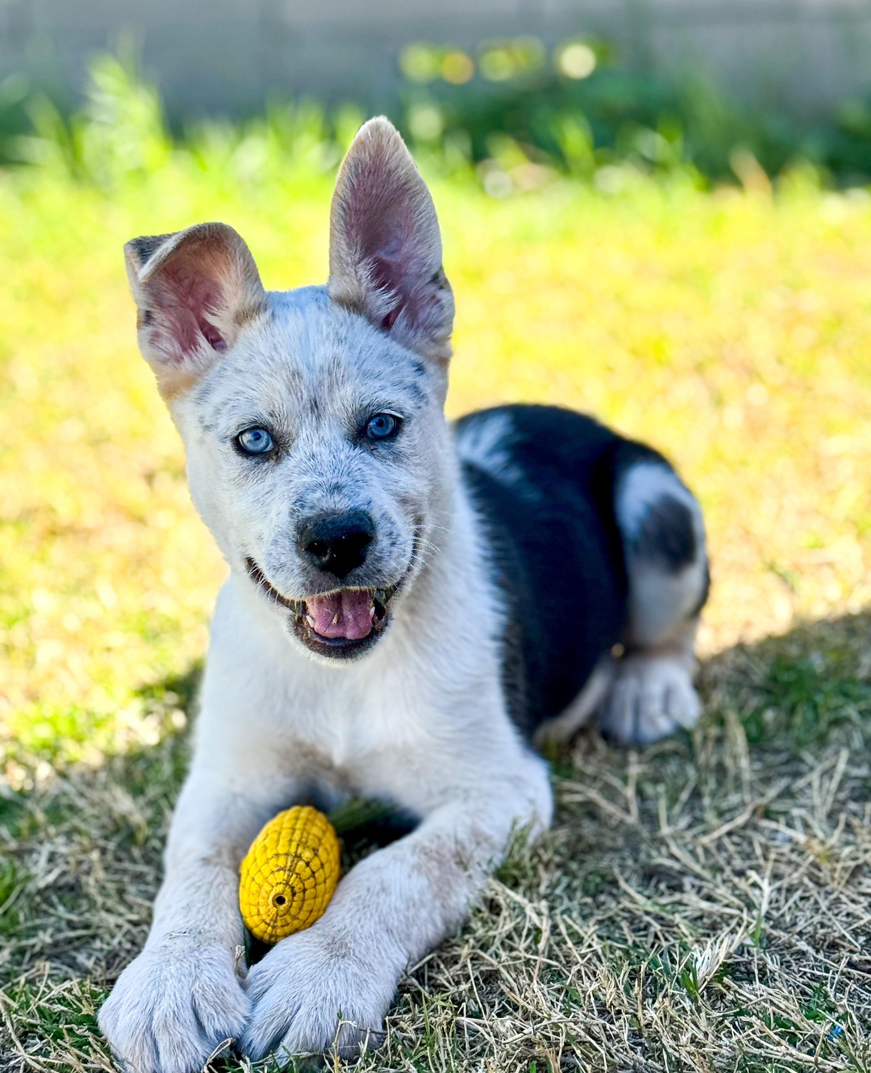 Desert View, adopted, Puppy Male Cattle Dog & Husky.