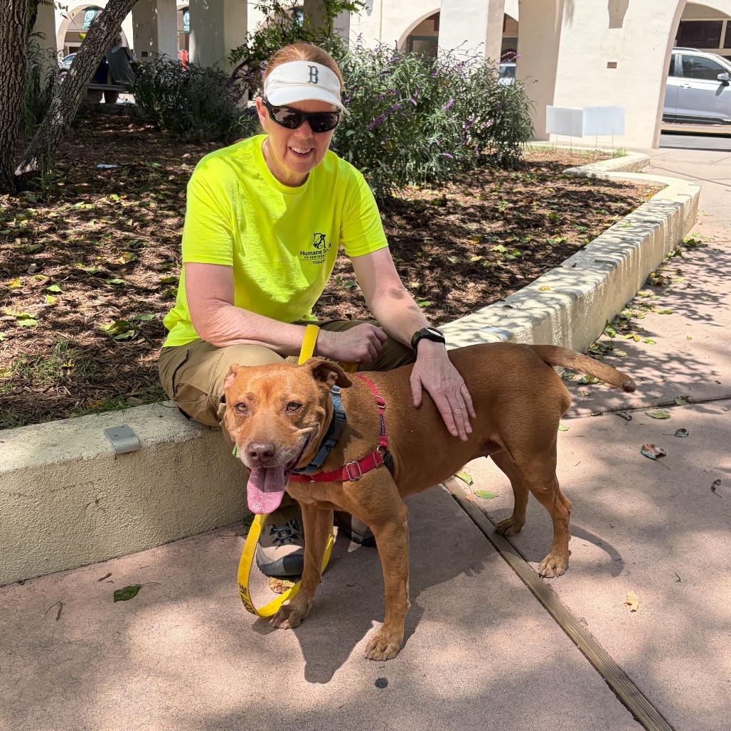 Enlarge Hennessy, a Adoptable Pit Bull Terrier in Ojai, CA image 1/6
