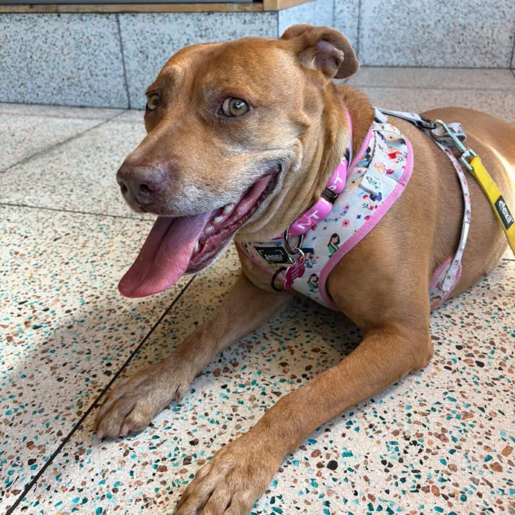 Enlarge Hennessy, a Adoptable Pit Bull Terrier in Ojai, CA image 2/6