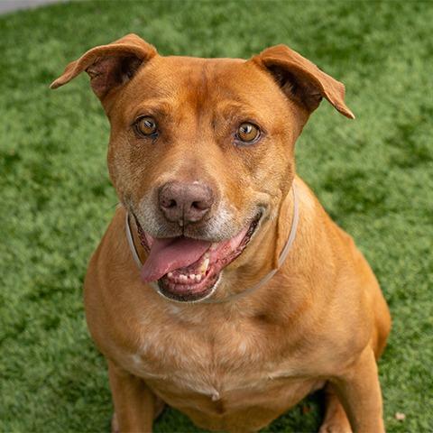 Enlarge Hennessy, a Adoptable Pit Bull Terrier in Ojai, CA image 3/6