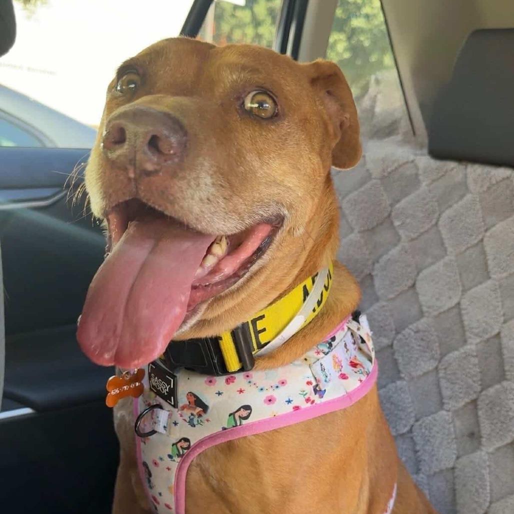 Enlarge Hennessy, a Adoptable Pit Bull Terrier in Ojai, CA image 4/6