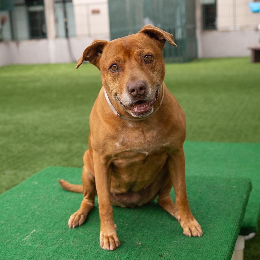 Enlarge Hennessy, a Adoptable Pit Bull Terrier in Ojai, CA image 5/6
