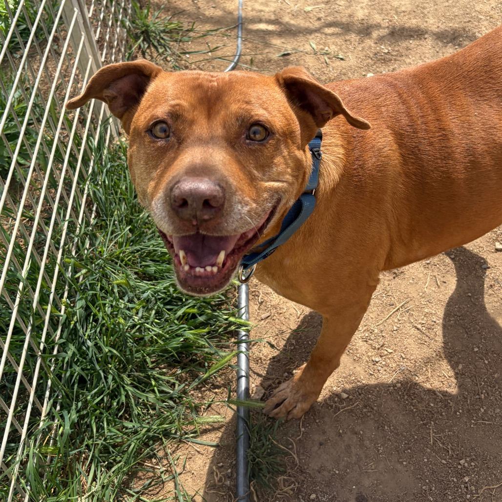 Enlarge Hennessy, a Adoptable Pit Bull Terrier in Ojai, CA image 6/6