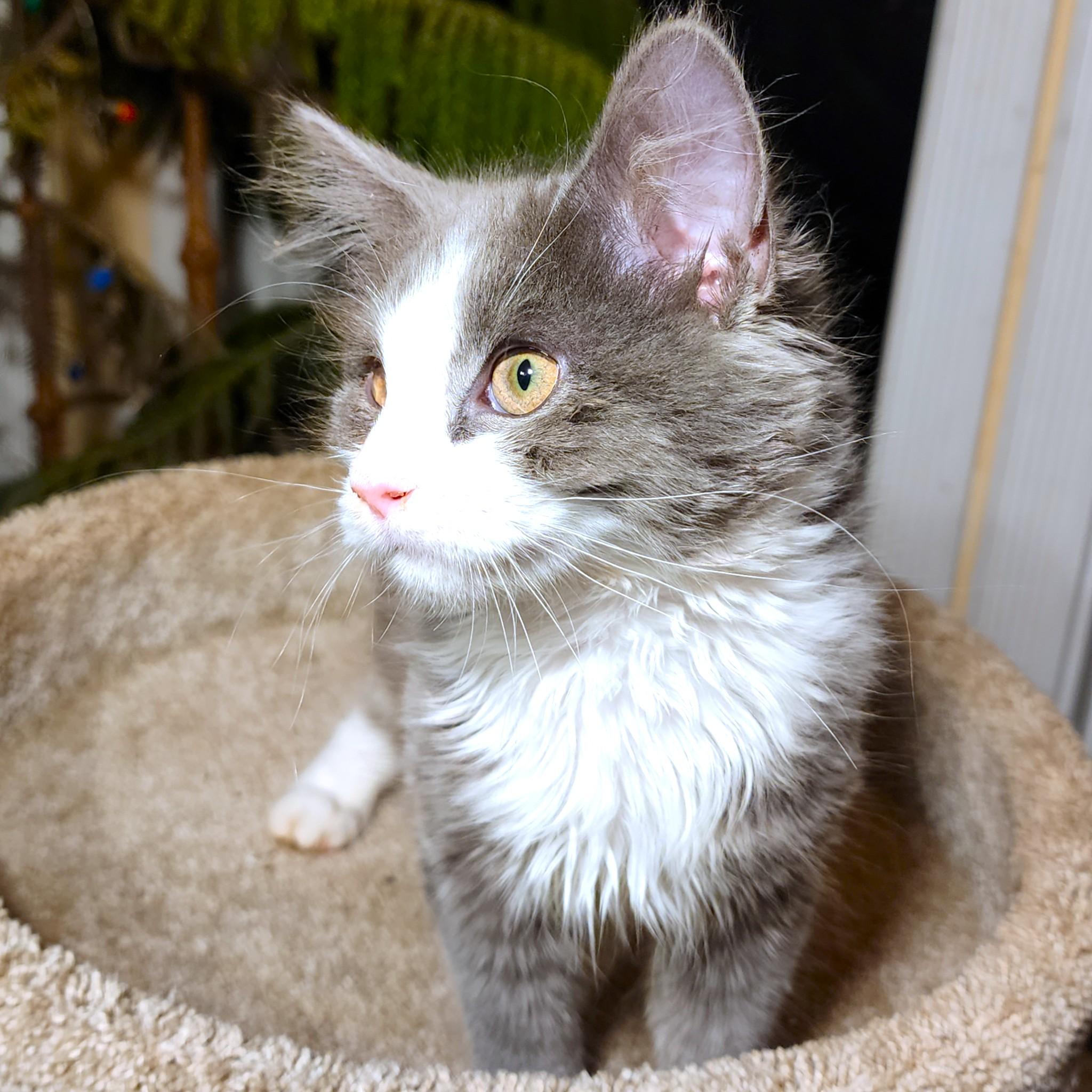 BLUE FAIRY - FLUFFY MAINE COON GIRL, an adopted mixed breed in Danbury, CT image 3/6