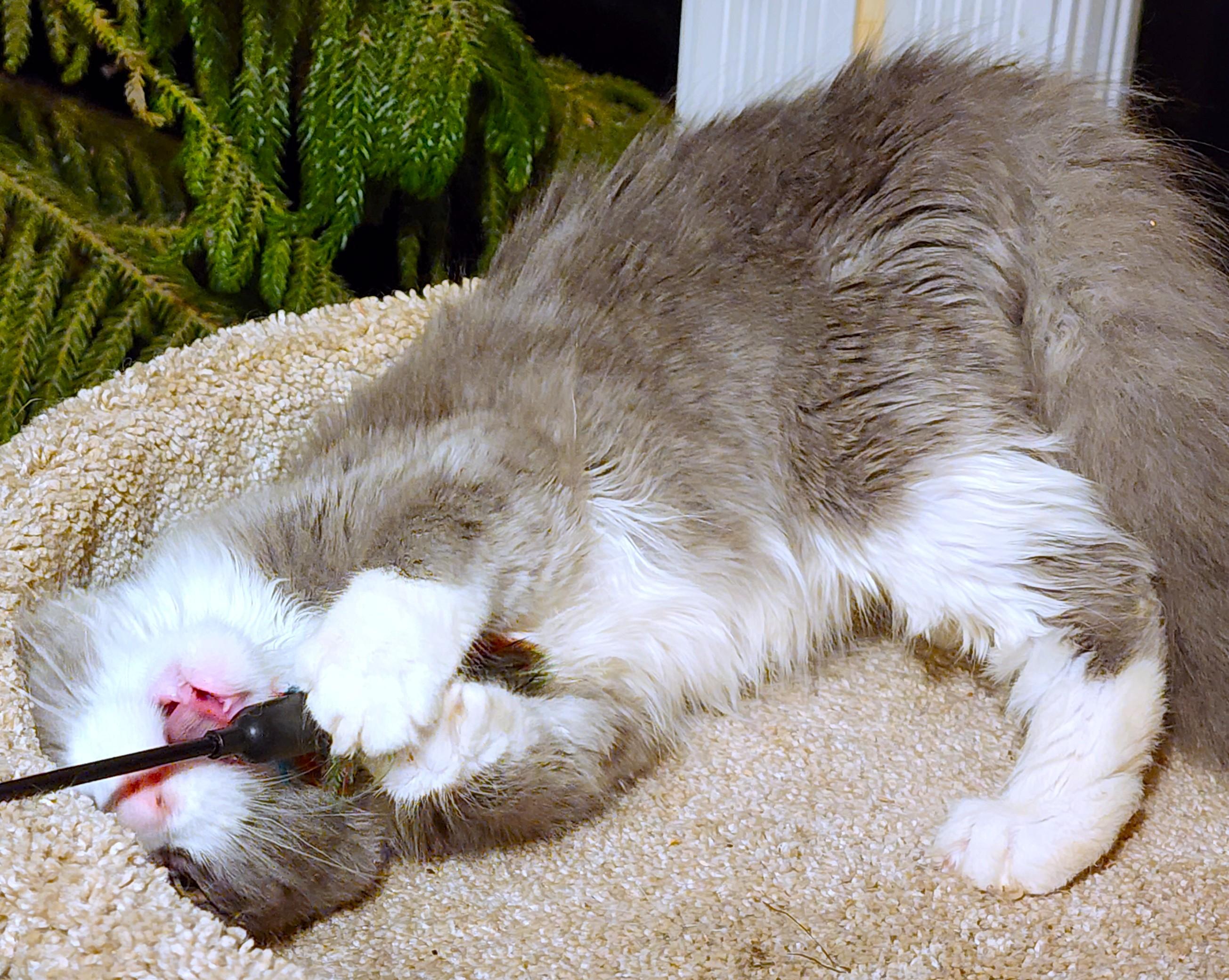 BLUE FAIRY - FLUFFY MAINE COON GIRL, an adopted mixed breed in Danbury, CT image 4/6