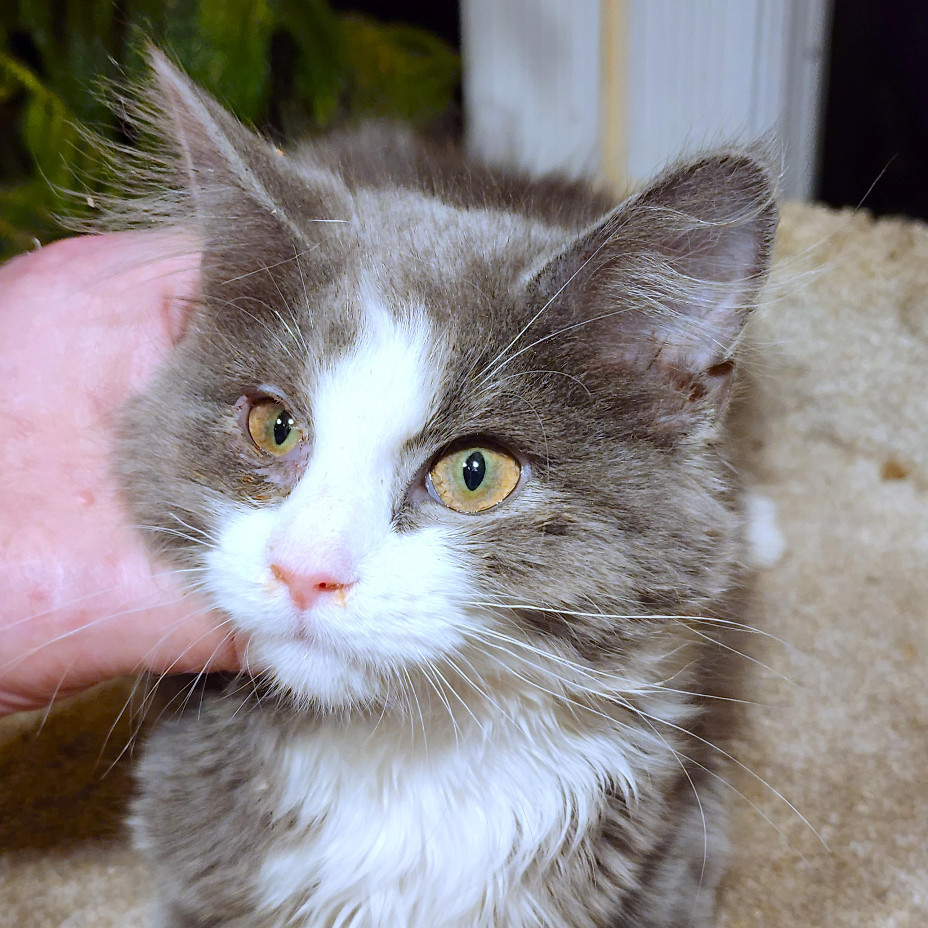 BLUE FAIRY - FLUFFY MAINE COON GIRL, an adopted mixed breed in Danbury, CT image 5/6