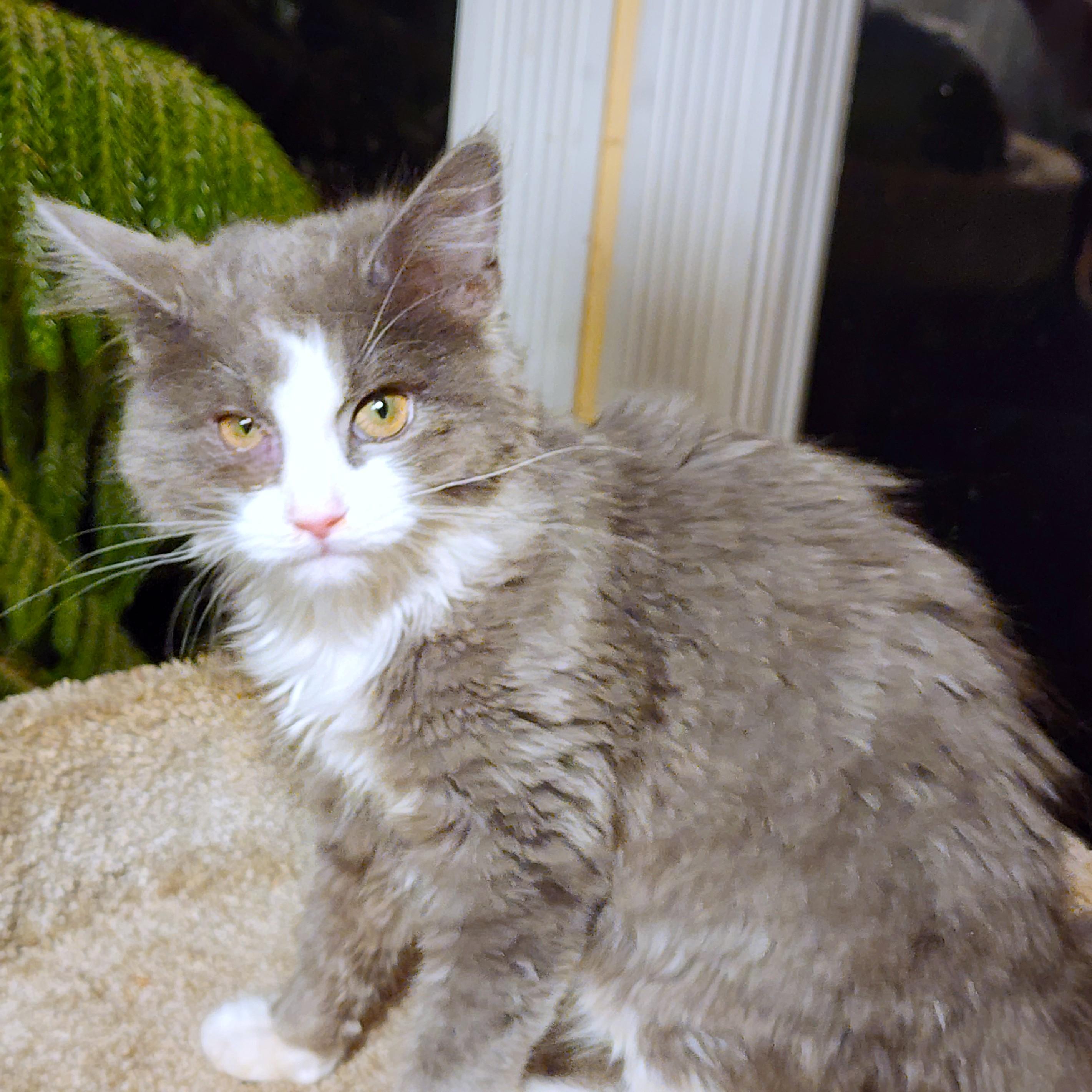 BLUE FAIRY - FLUFFY MAINE COON GIRL, an adopted mixed breed in Danbury, CT image 6/6