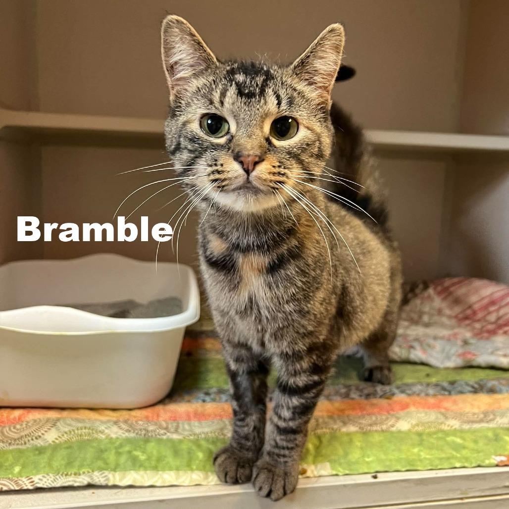 Bramble 260533, Adoptable, Young Female Domestic Short Hair.