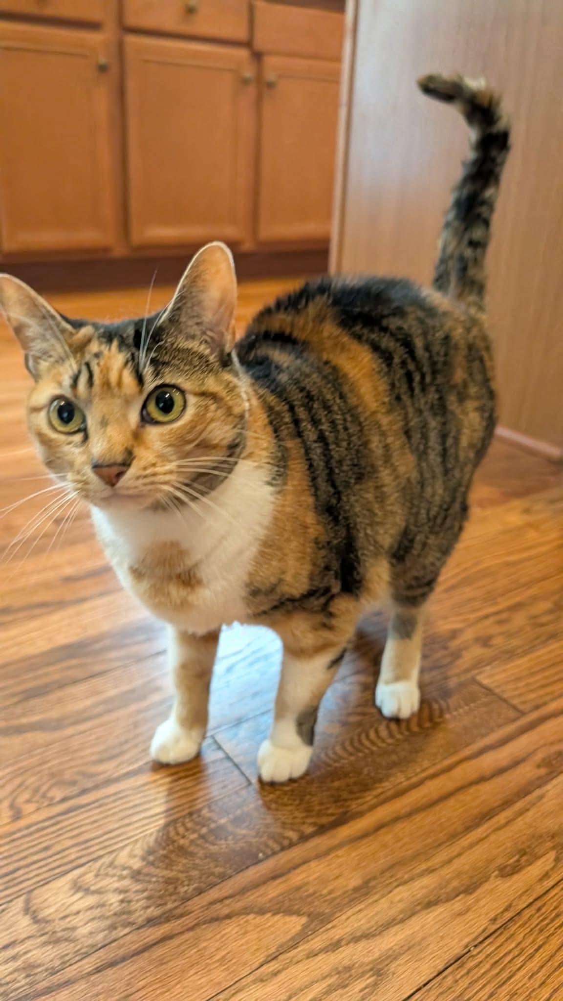 Piper - A UNIQUE LOOKING GIRL WITH AN AMAZING PERSONALITY, Adoptable, Adult Female Domestic Short Hair.