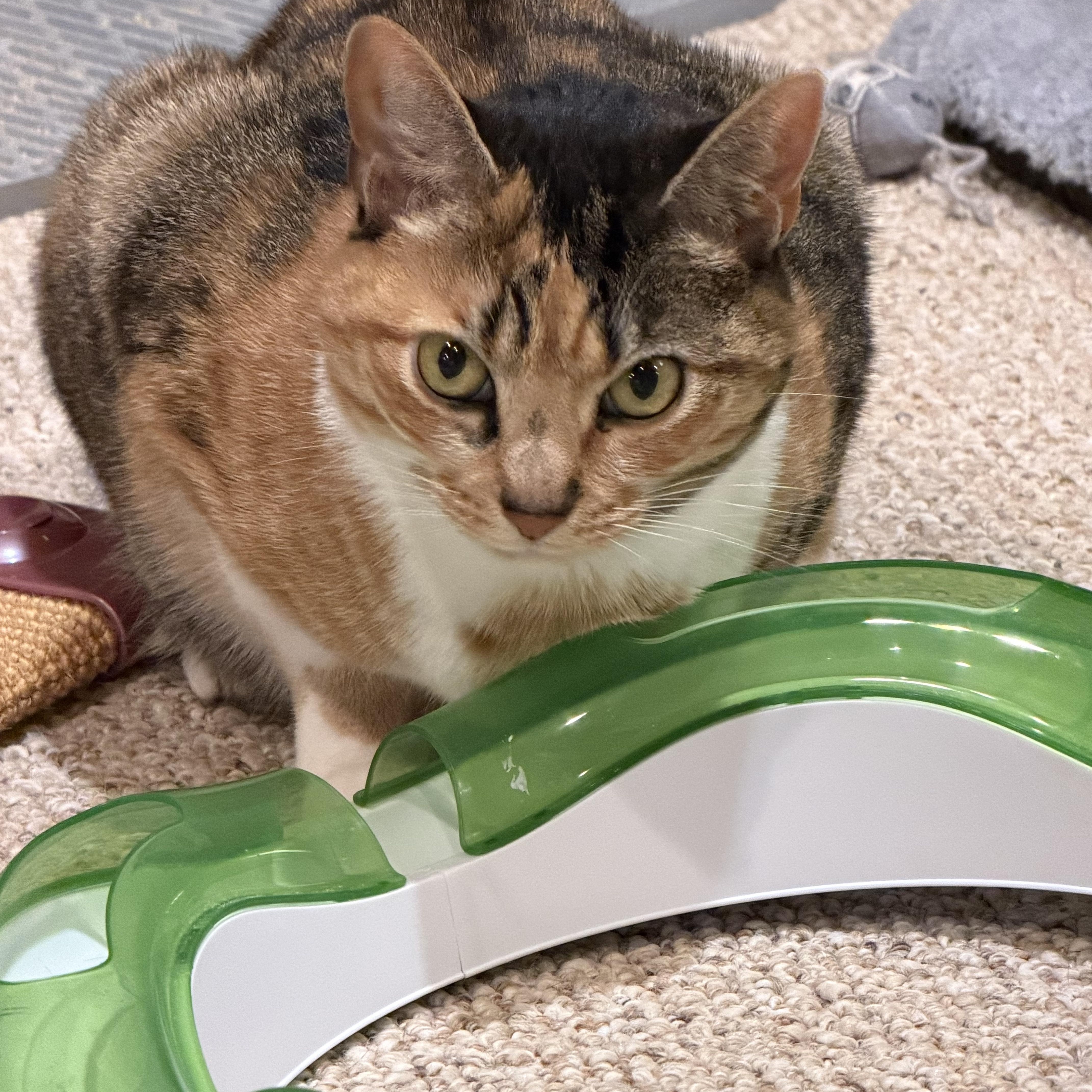 Enlarge Piper - A UNIQUE LOOKING GIRL WITH AN AMAZING PERSONALITY, a Adoptable Domestic Short Hair in Bristow, VA image 2/4