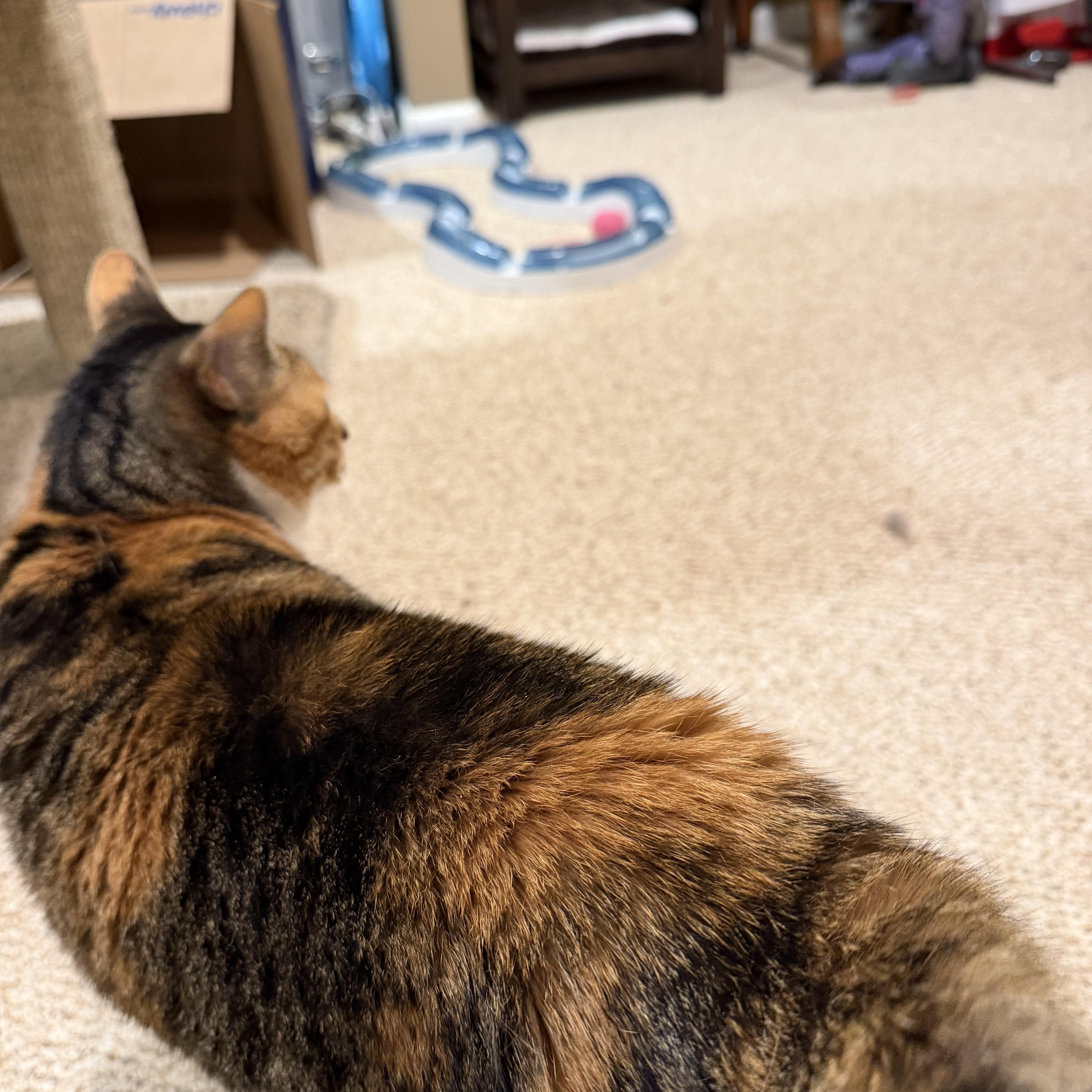 Enlarge Piper - A UNIQUE LOOKING GIRL WITH AN AMAZING PERSONALITY, a Adoptable Domestic Short Hair in Bristow, VA image 3/4