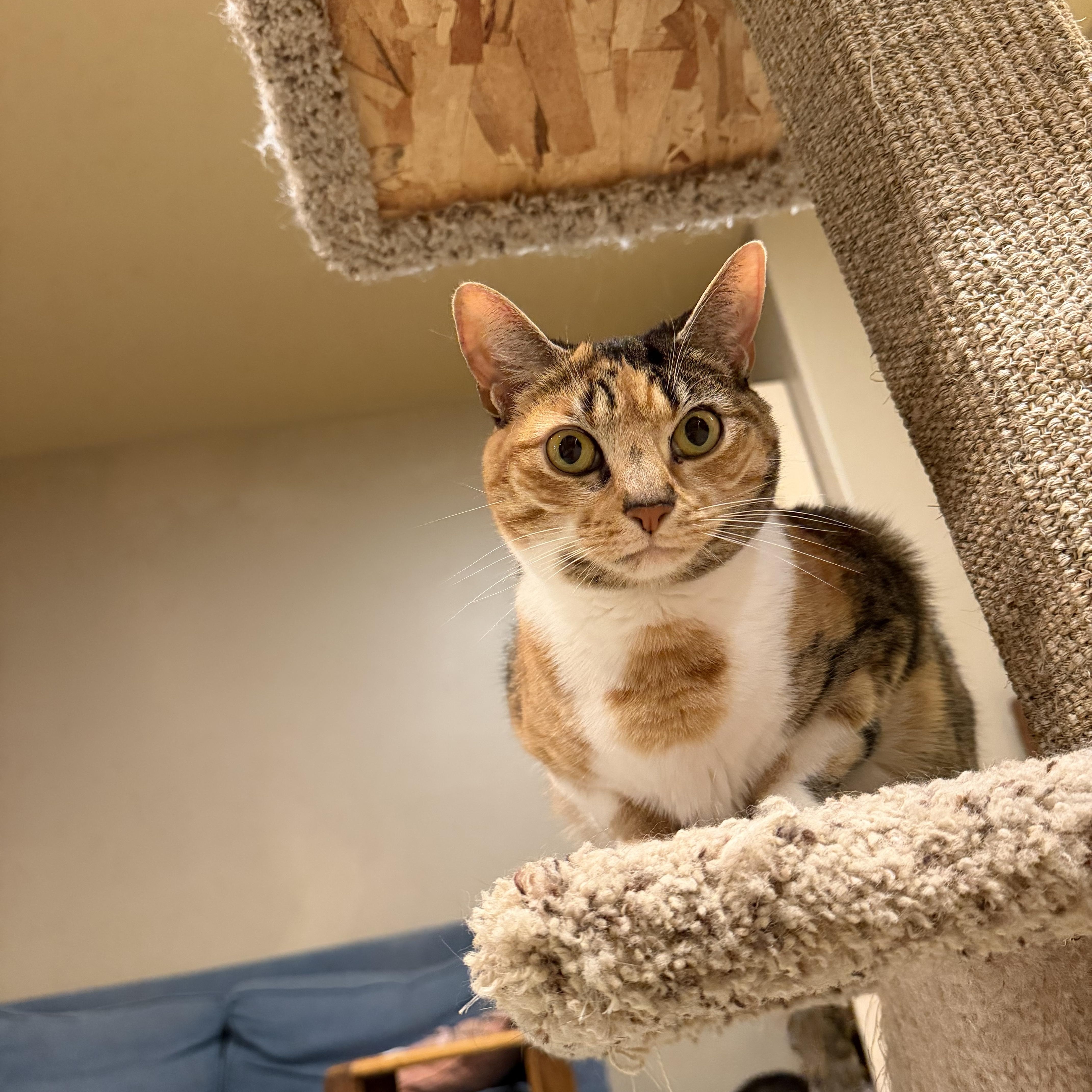 Enlarge Piper - A UNIQUE LOOKING GIRL WITH AN AMAZING PERSONALITY, a Adoptable Domestic Short Hair in Bristow, VA image 4/4
