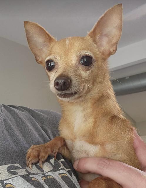 Ulanni, Adoptable, Adult Female Chihuahua.