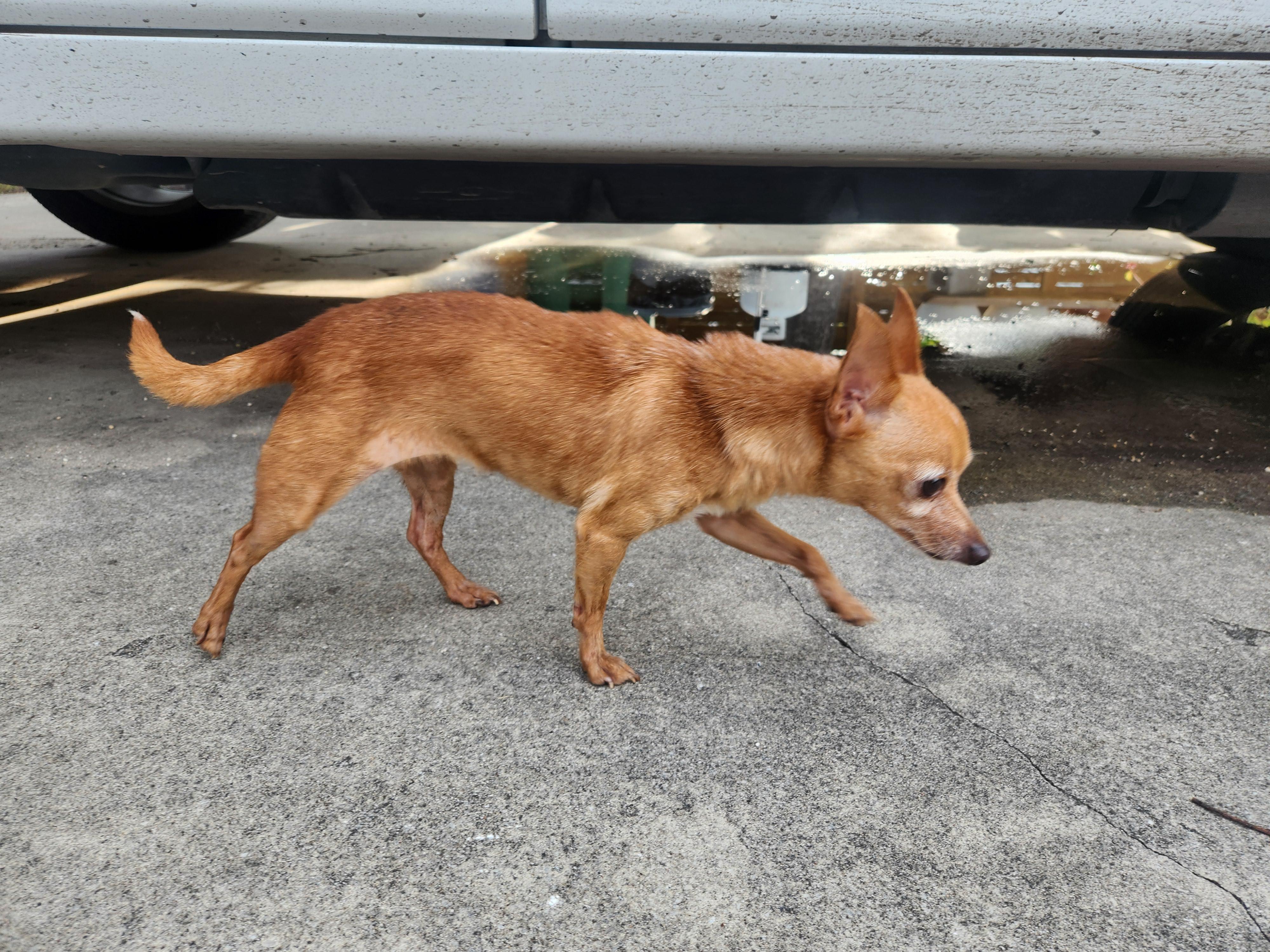 Ulanni, a Adoptable Chihuahua in Austin, TX image 2/5