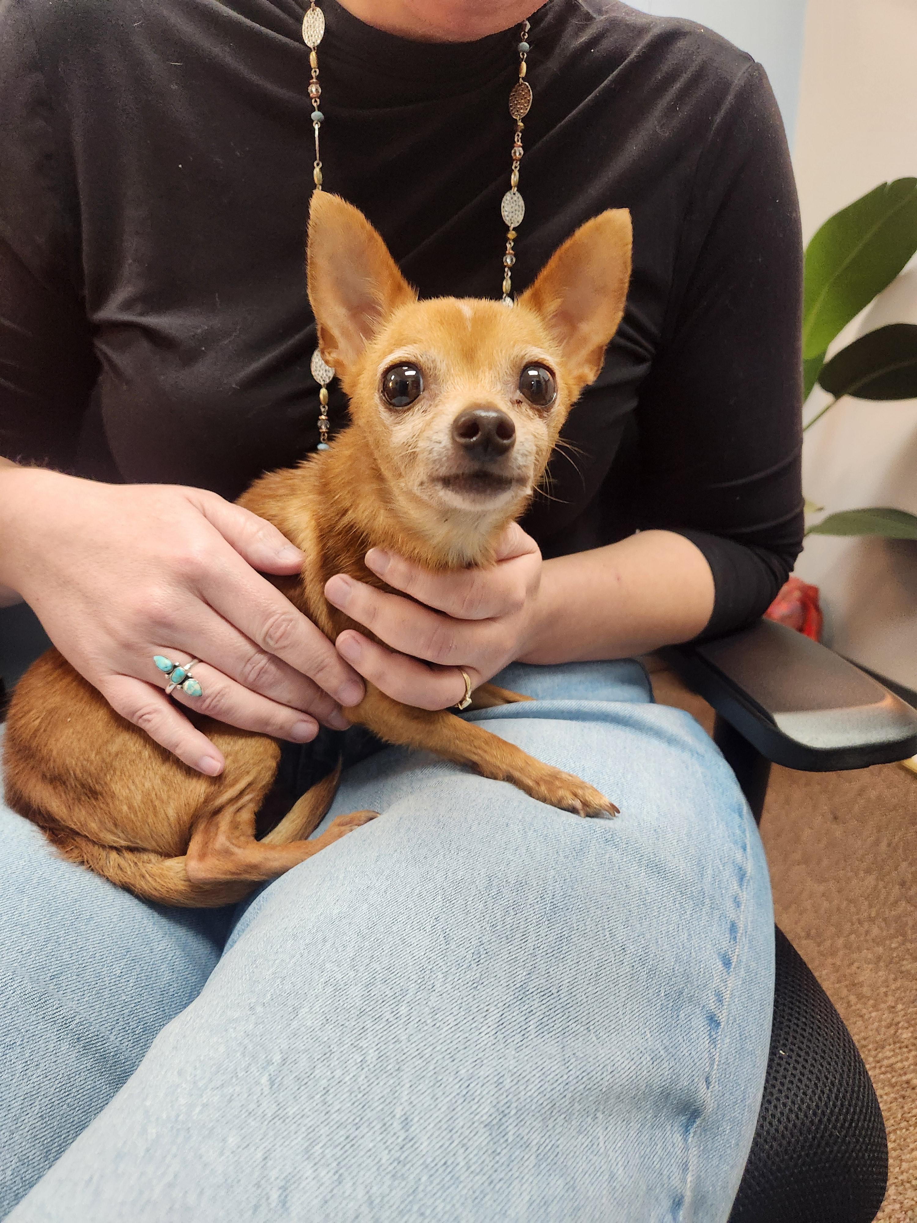 Ulanni, a Adoptable Chihuahua in Austin, TX image 3/5