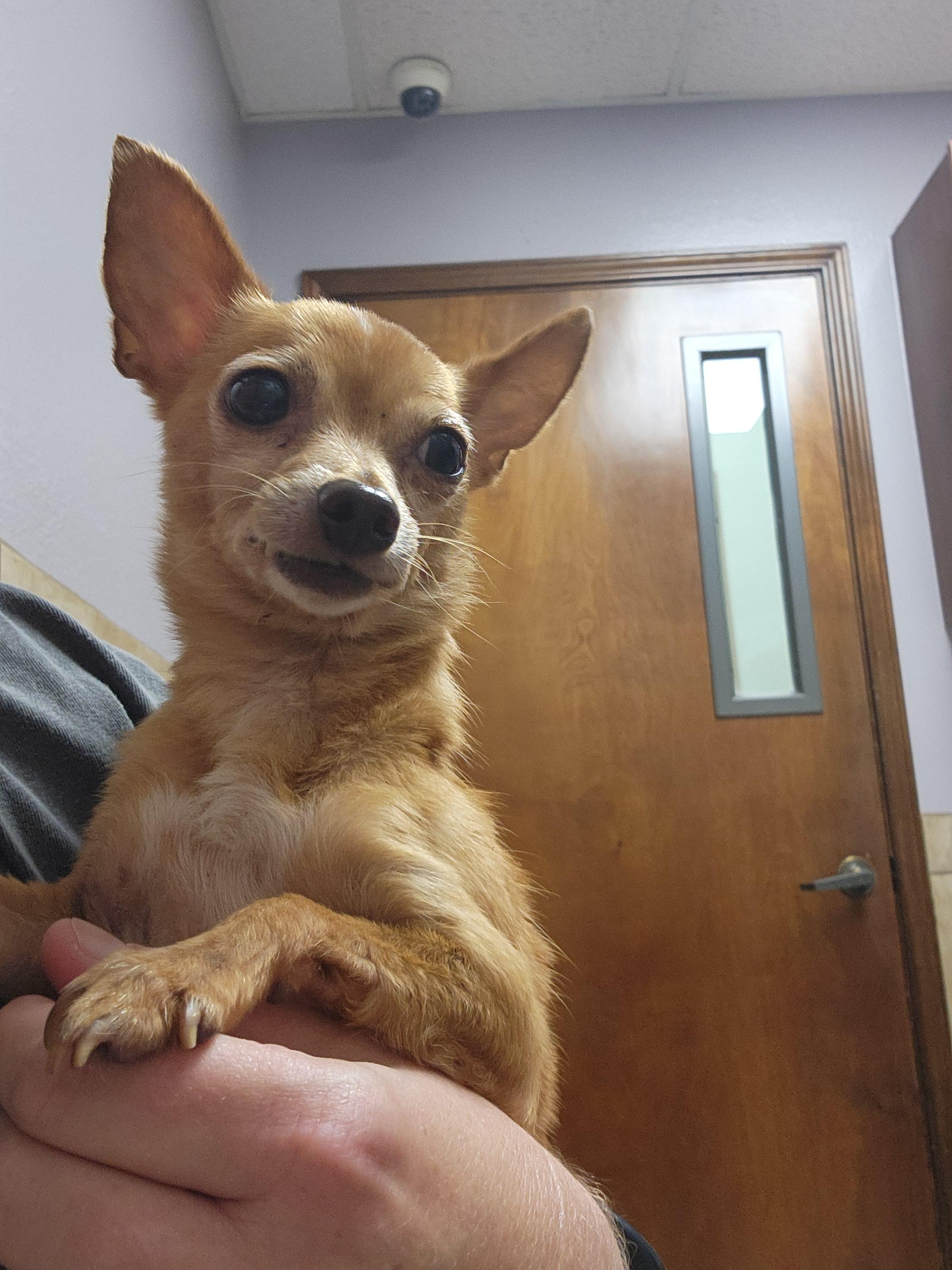 Ulanni, a Adoptable Chihuahua in Austin, TX image 4/5