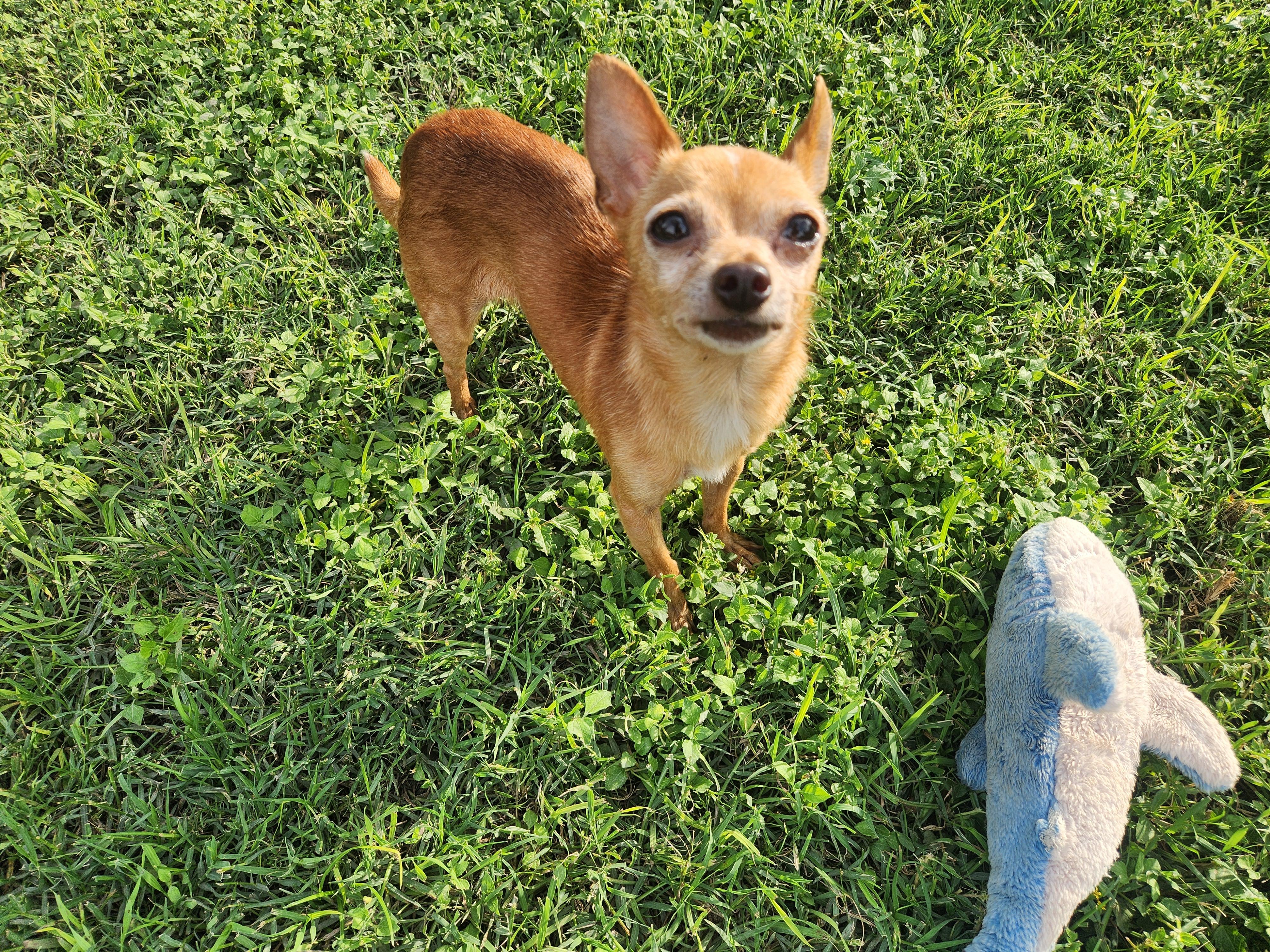 Ulanni, a Adoptable Chihuahua in Austin, TX image 5/5