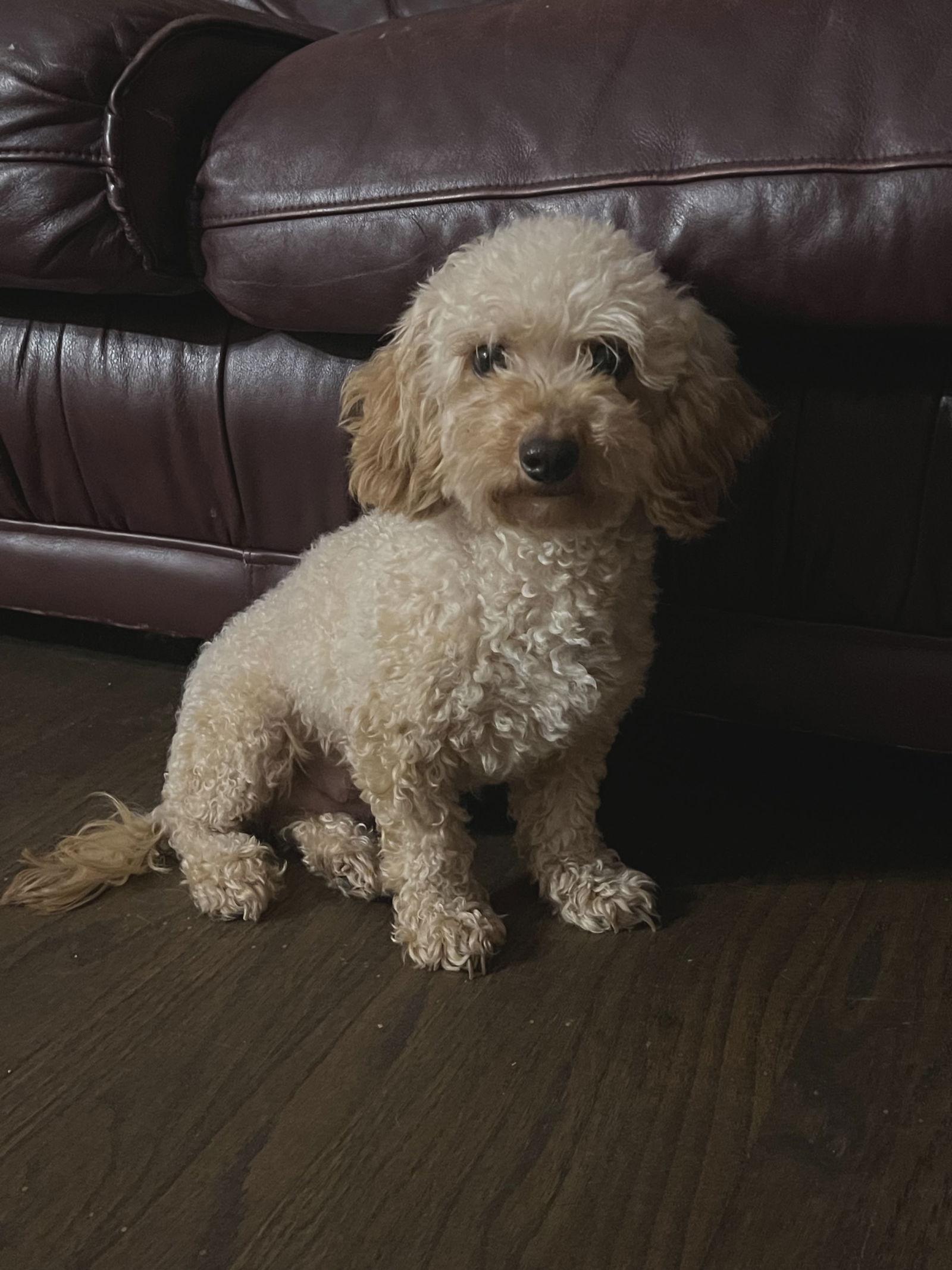 LATKA, a Adoptable Poodle in Croydon, NH image 1/2