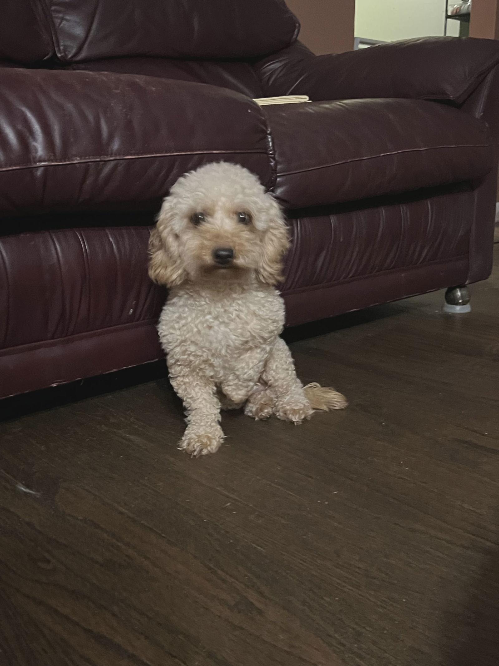 LATKA, a Adoptable Poodle in Croydon, NH image 2/2
