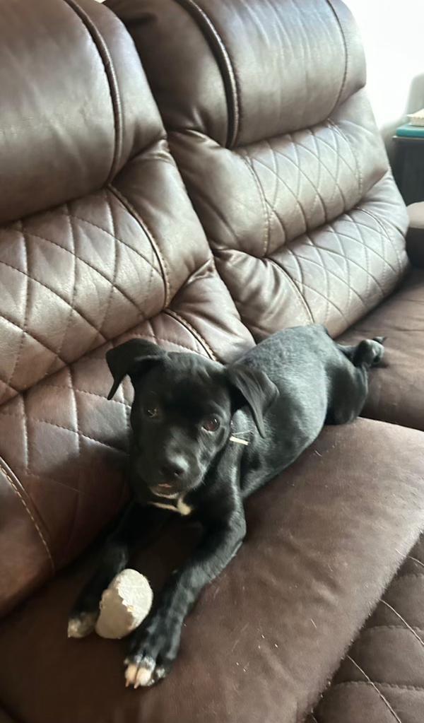 Enlarge Toby, a Adoptable mixed breed in Pocatello, ID image 2/3