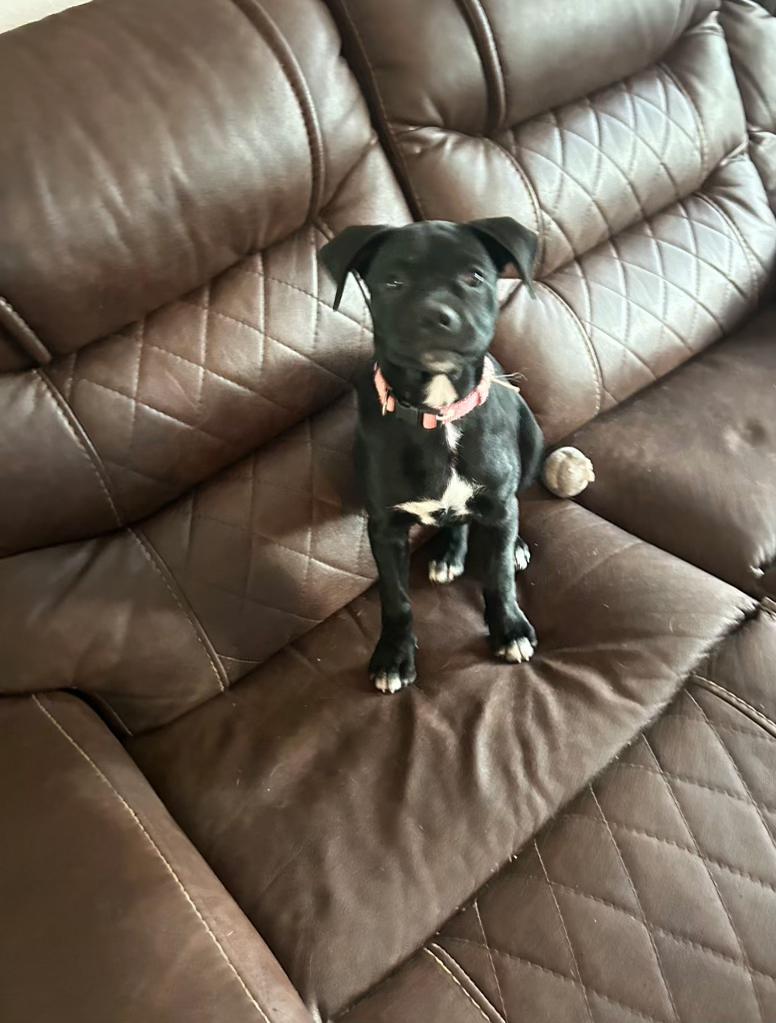 Enlarge Toby, a Adoptable mixed breed in Pocatello, ID image 3/3