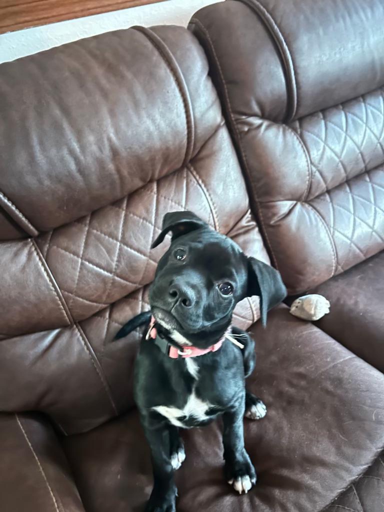 Toby, Adoptable, Puppy Male Pug & Chihuahua.