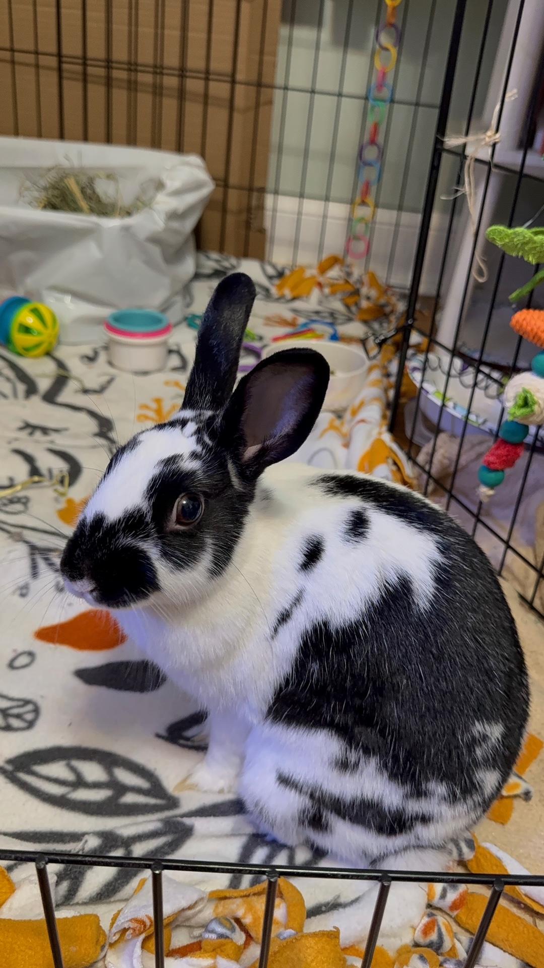 Jaimie, Adoptable, Young Female English Spot.