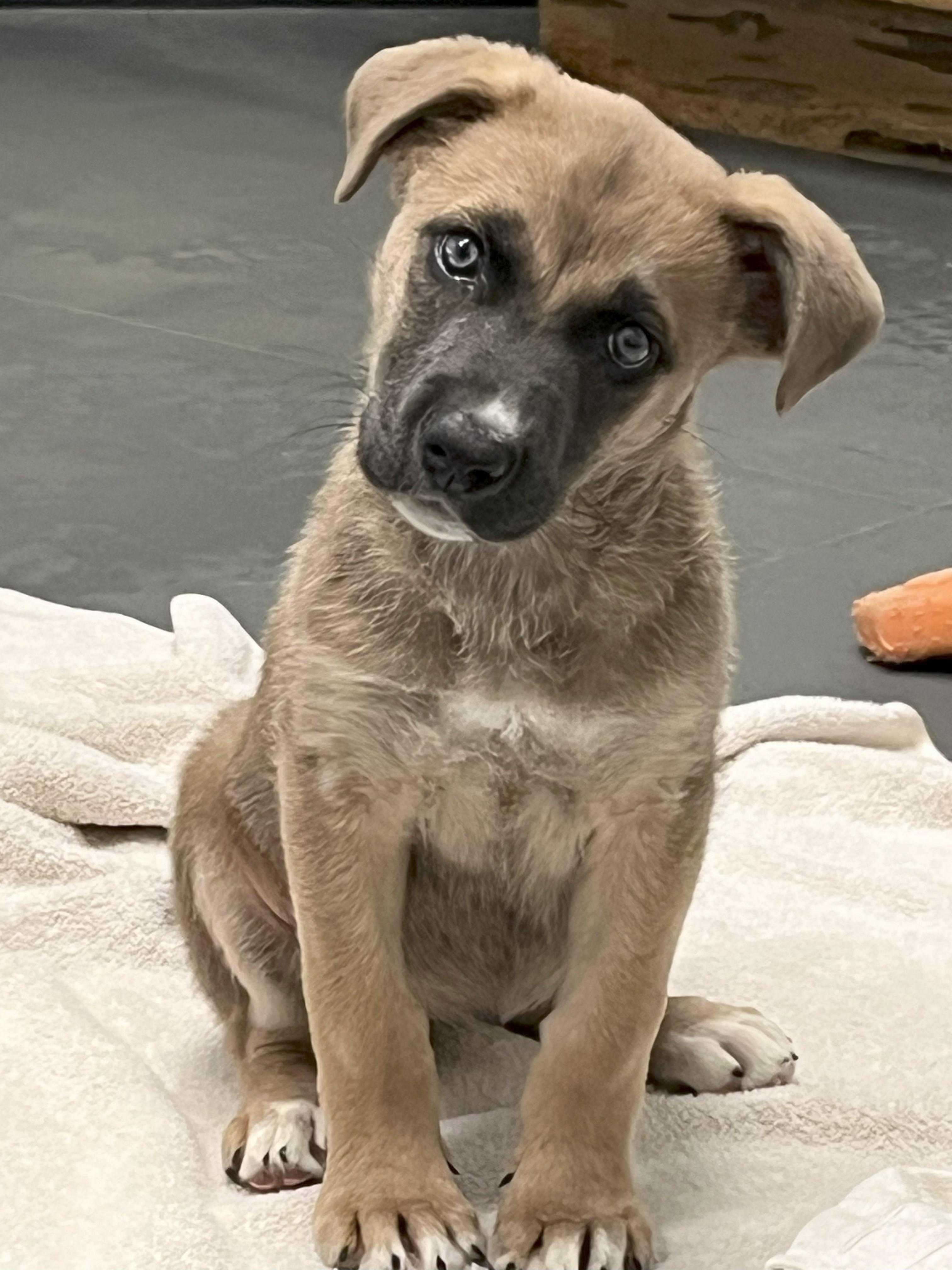 Rosa Barks thumbnail 2