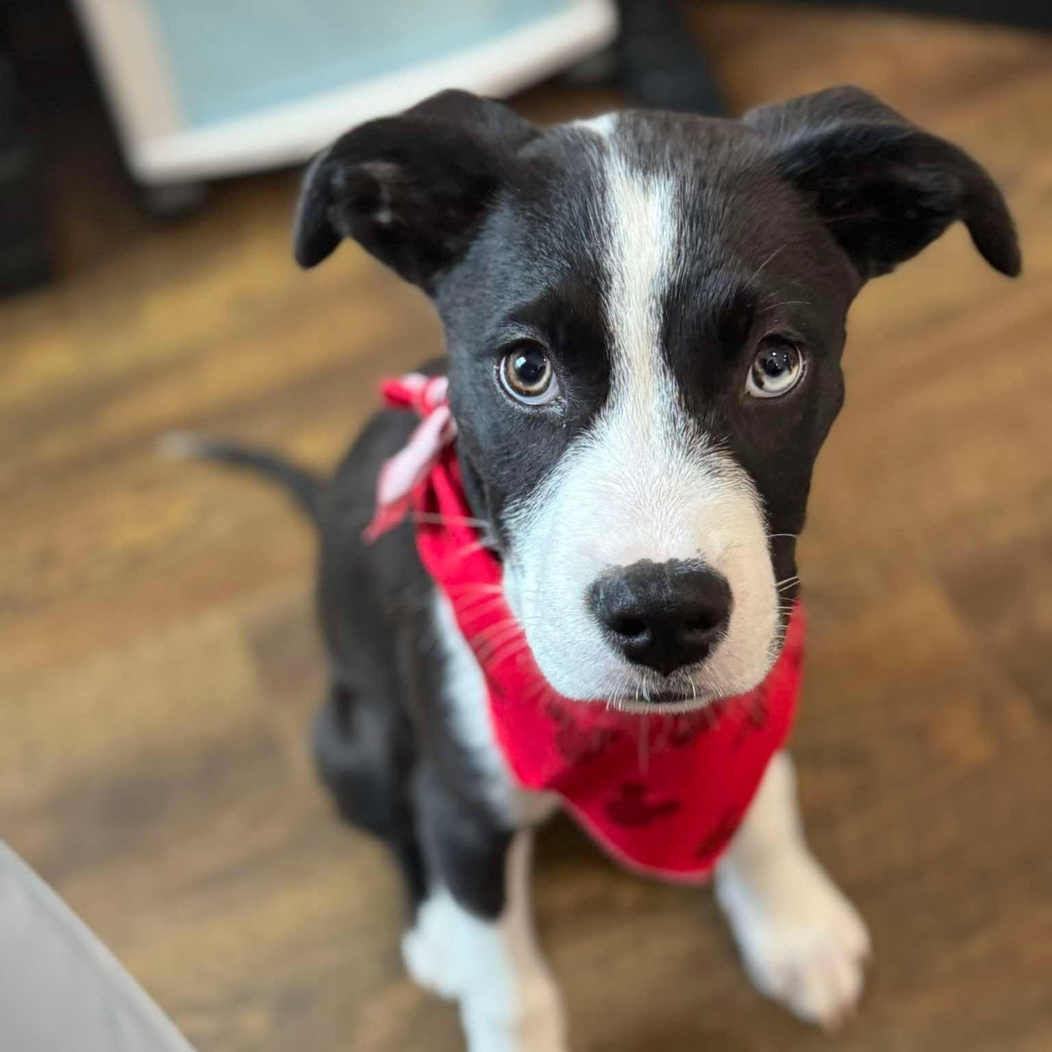 Mickey, Adoptable, Puppy Male Retriever & Collie.