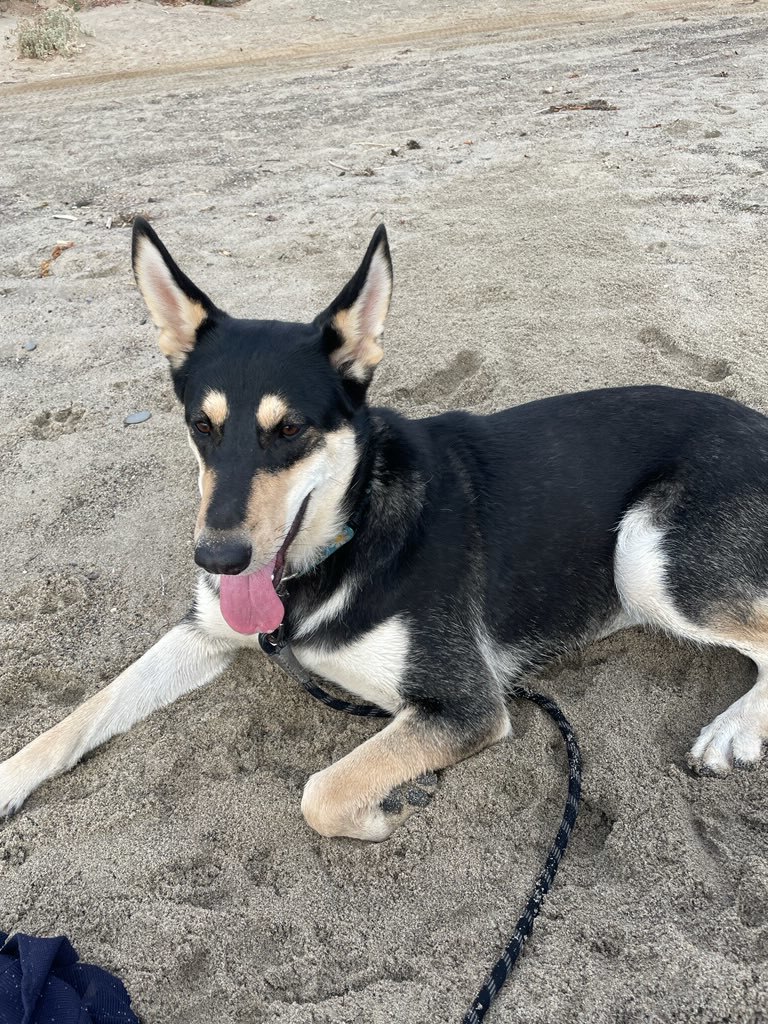 DAISY, Adoptable, Young Female German Shepherd Dog & Husky.