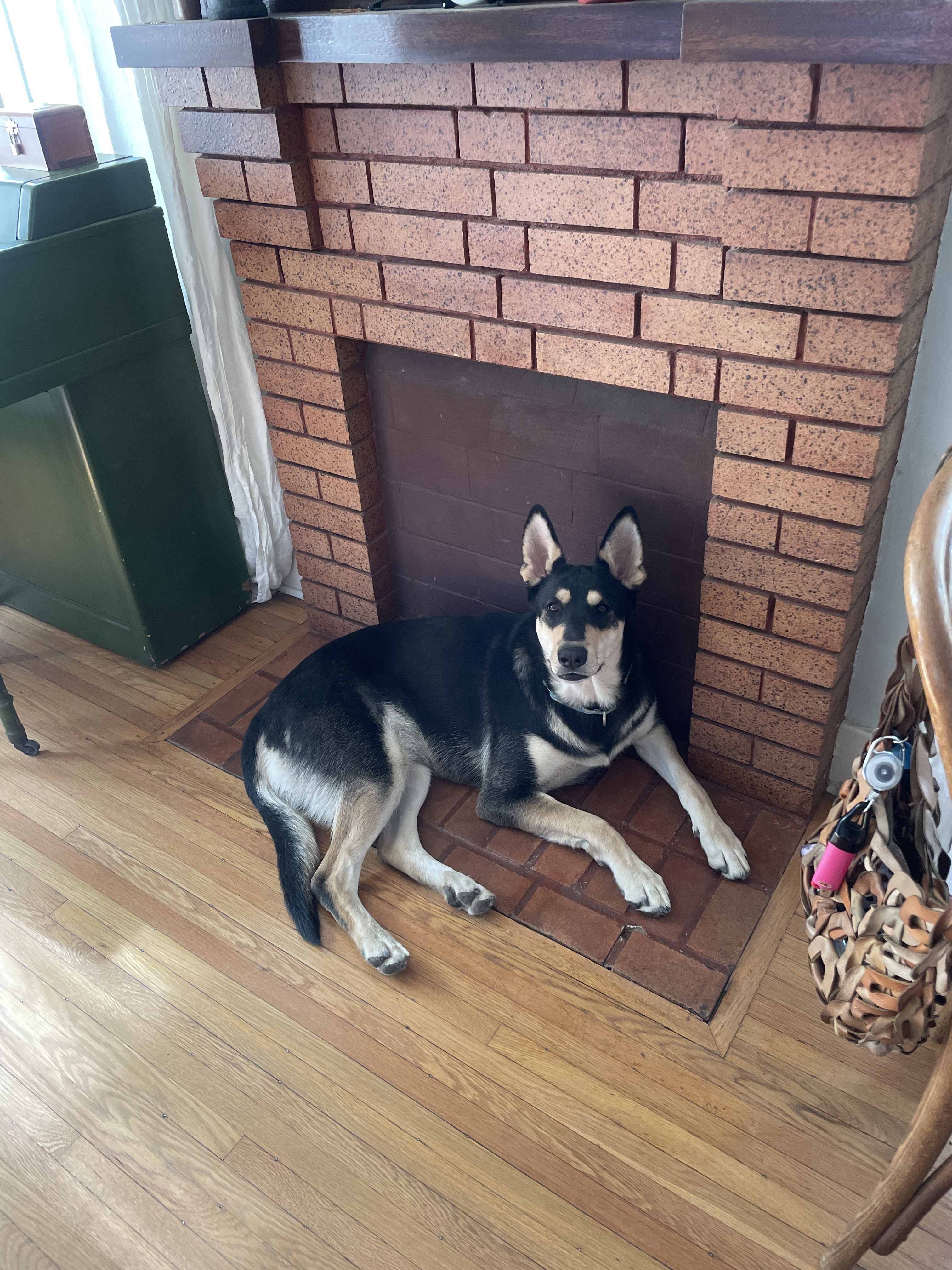 Enlarge DAISY, a Adoptable mixed breed in San Tan Valley, AZ image 2/3