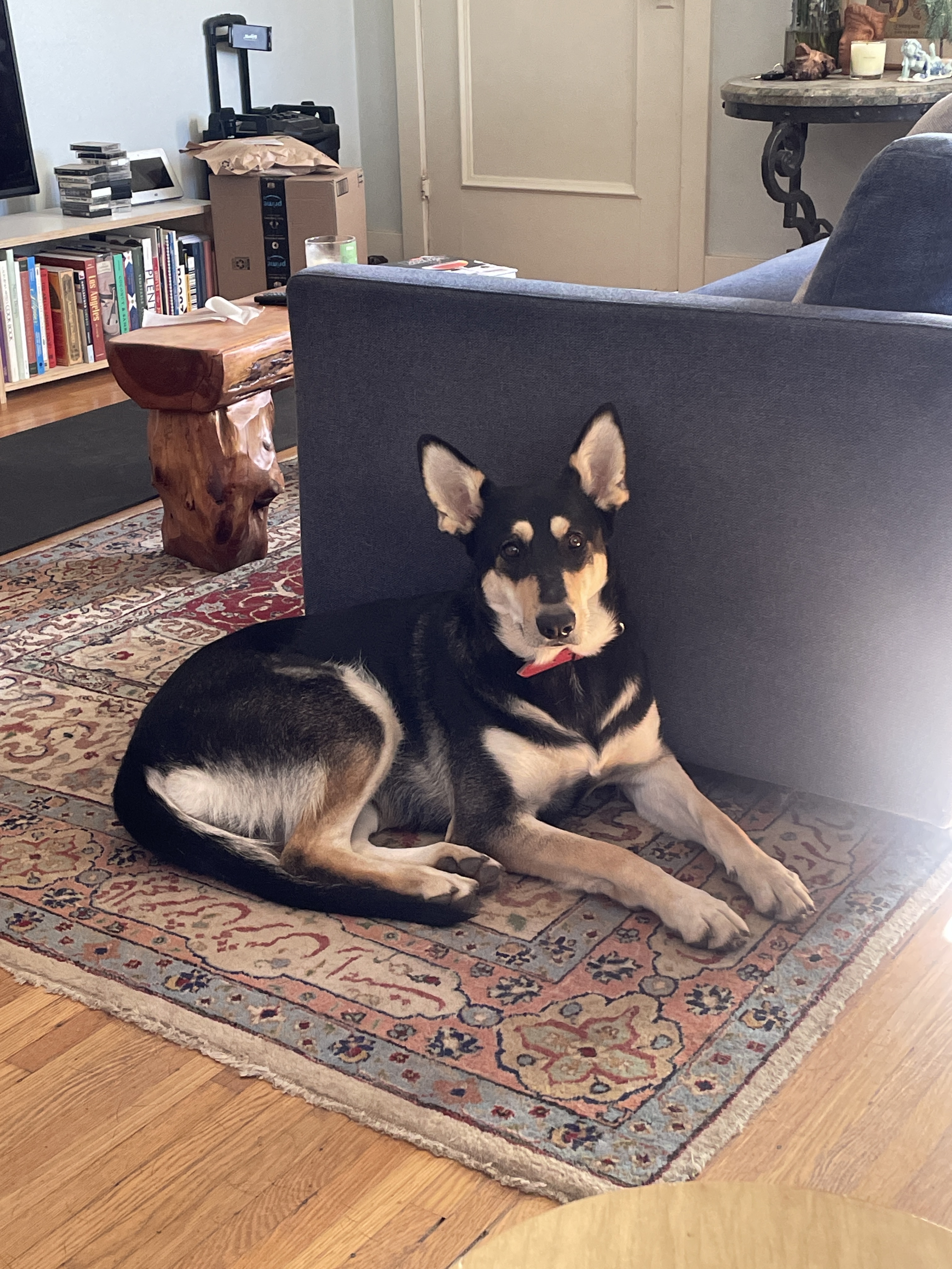 Enlarge DAISY, a Adoptable mixed breed in San Tan Valley, AZ image 3/3