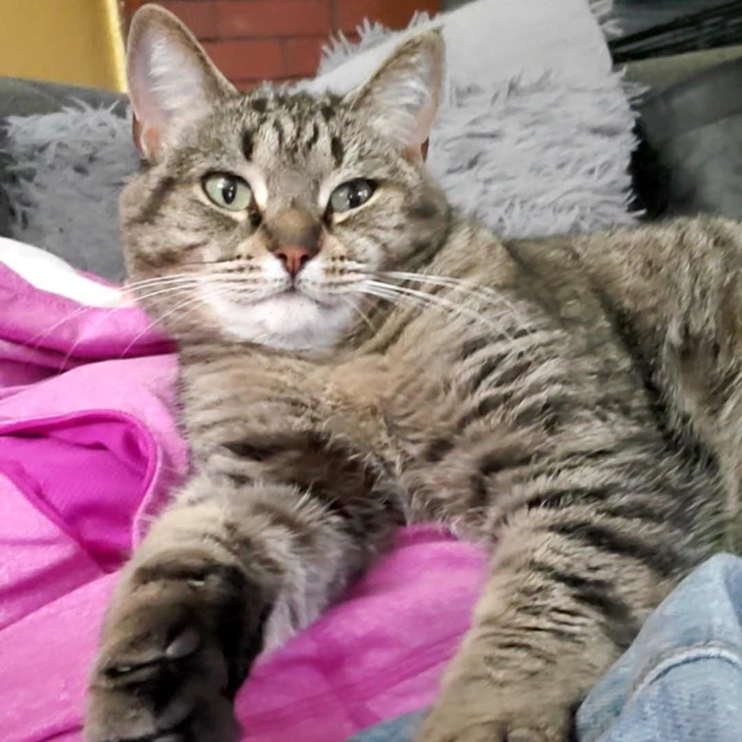 Thelma, an adoptable Domestic Short Hair in Flint, MI, 48507 | Photo Image 4