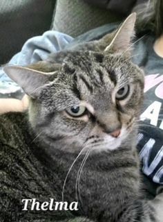 Thelma, an adoptable Tabby in Davison, MI_image-1