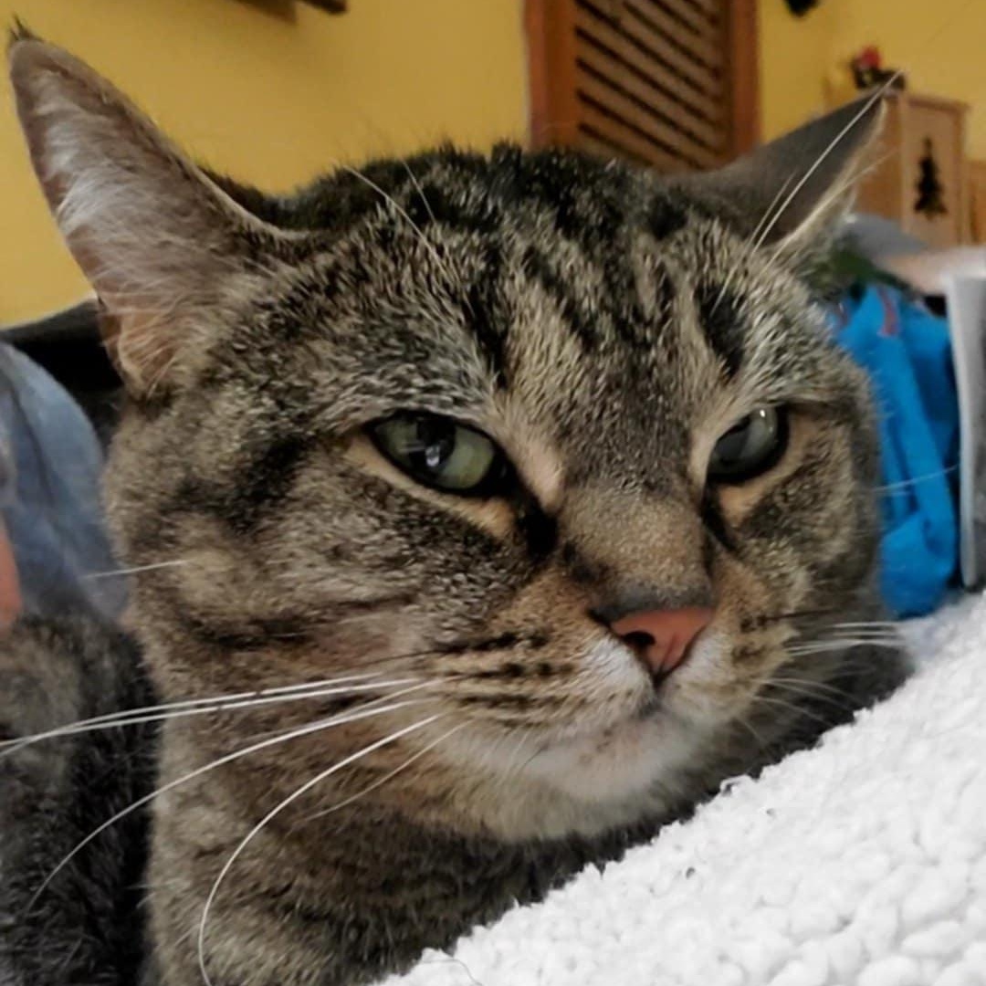 Thelma, a Adoptable Domestic Short Hair image 5/6