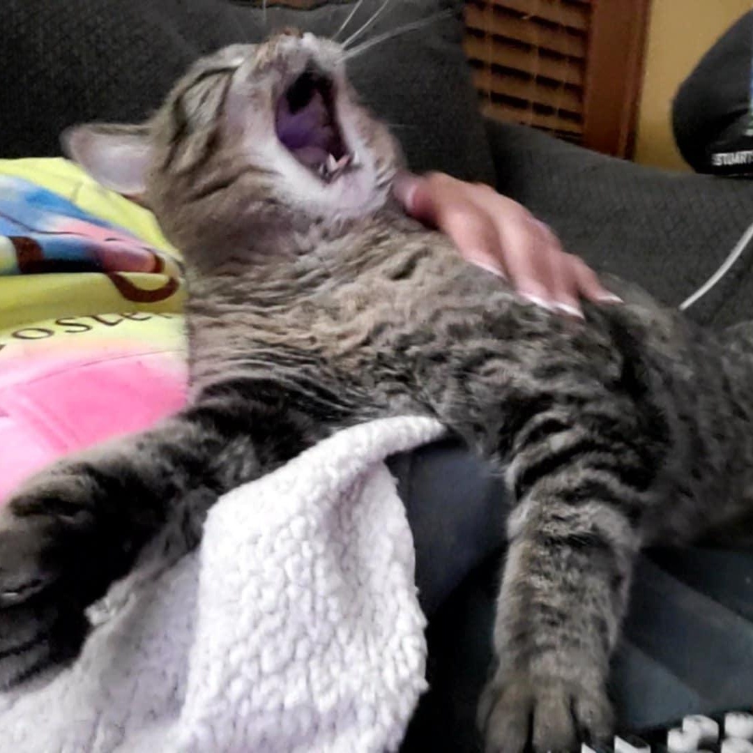 Thelma, an adoptable Domestic Short Hair in Flint, MI, 48507 | Photo Image 3
