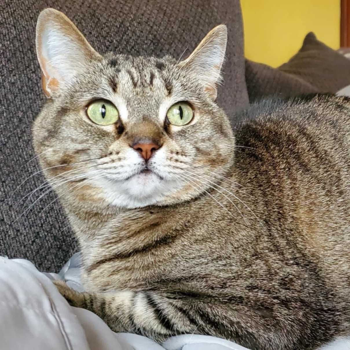 Thelma, an adoptable Domestic Short Hair in Flint, MI, 48507 | Photo Image 1