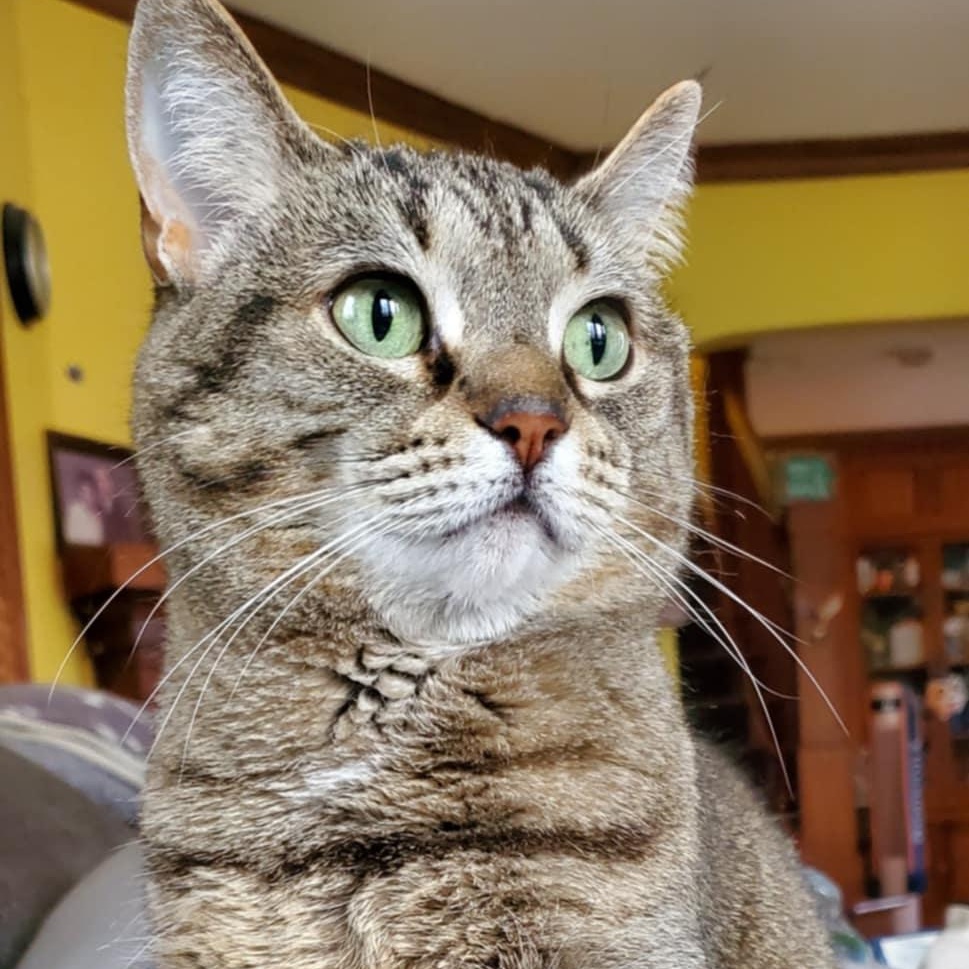 Thelma, an adoptable Domestic Short Hair in Flint, MI, 48507 | Photo Image 2