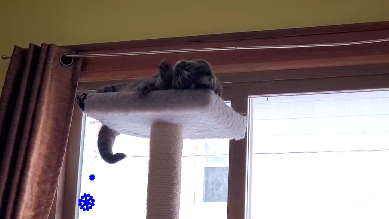 Enlarge Thelma, a Adoptable Domestic Short Hair video 6/6