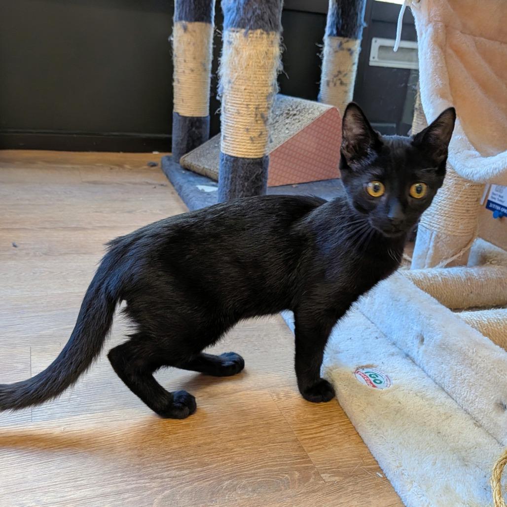 Colton, Adoptable, Kitten Male Domestic Short Hair.