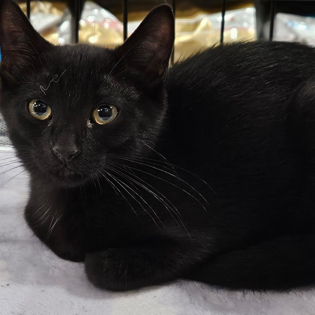 Enlarge Colton, a Adoptable Domestic Short Hair in Springfield, IL image 2/2