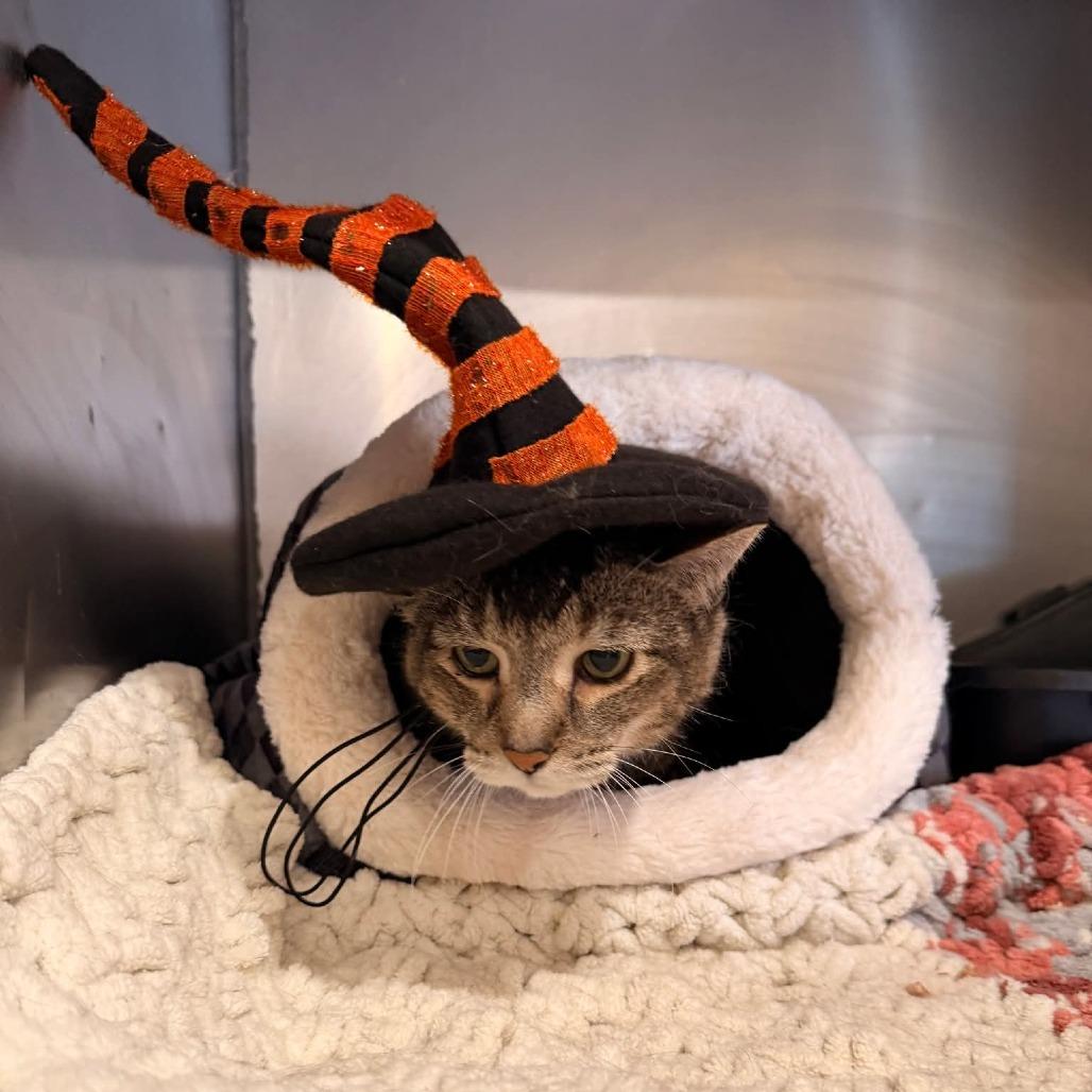 Lilly-SPONSORED!, Adoptable, Senior Female Domestic Short Hair.