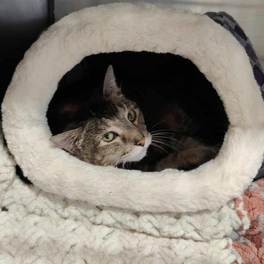 Lilly-SPONSORED!, a Adoptable Domestic Short Hair in Park Falls, WI image 2/4