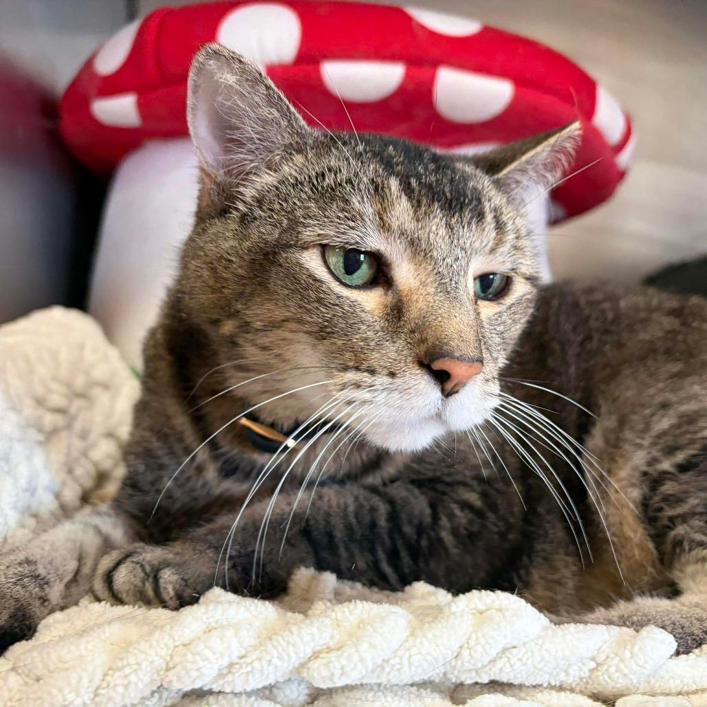 Lilly-SPONSORED!, a Adoptable Domestic Short Hair in Park Falls, WI image 3/4