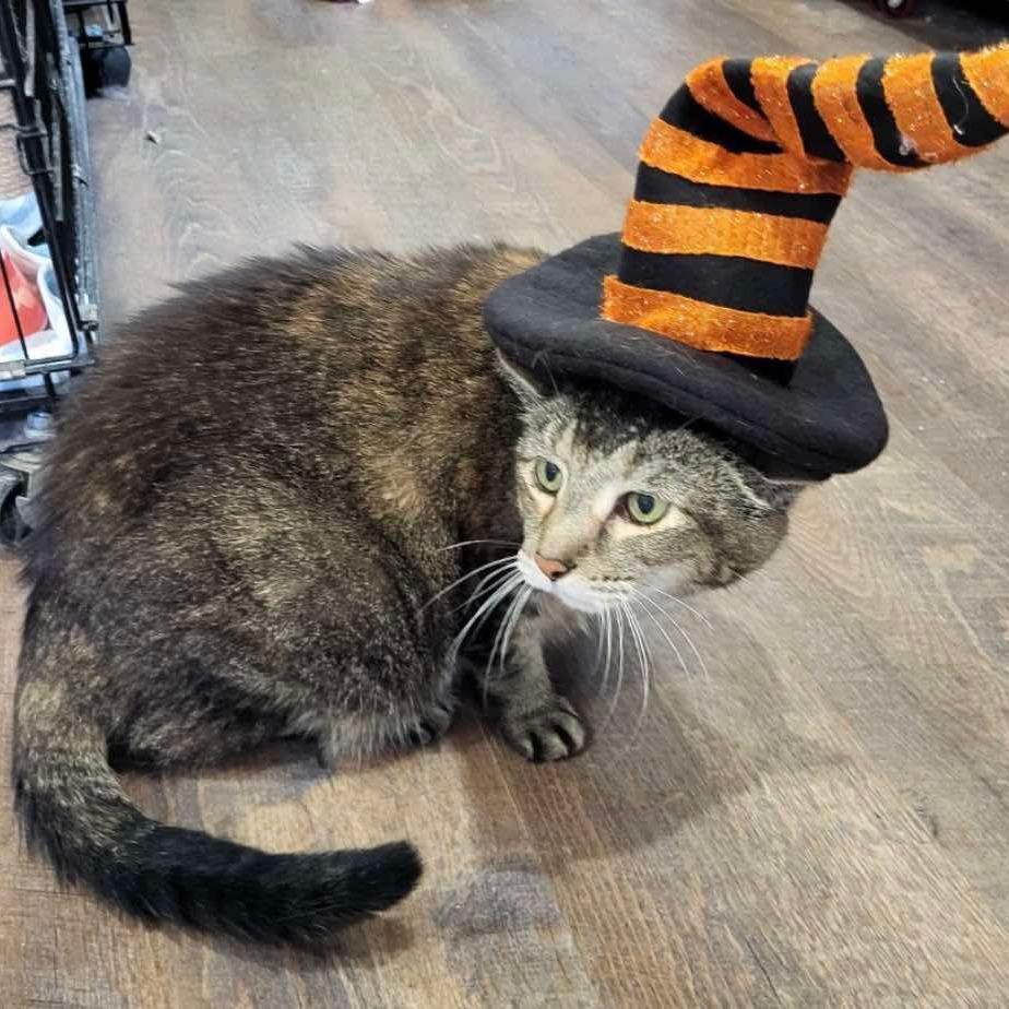 Lilly-SPONSORED!, a Adoptable Domestic Short Hair in Park Falls, WI image 4/4