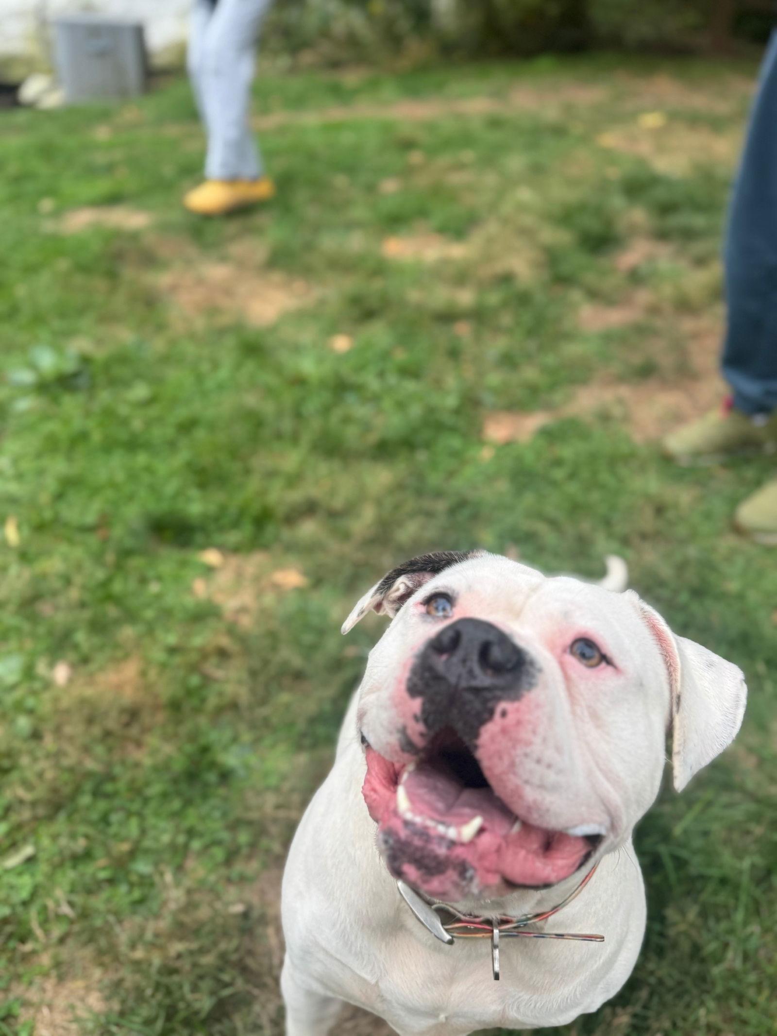 Claudia, Adoptable, Adult Female American Bulldog.