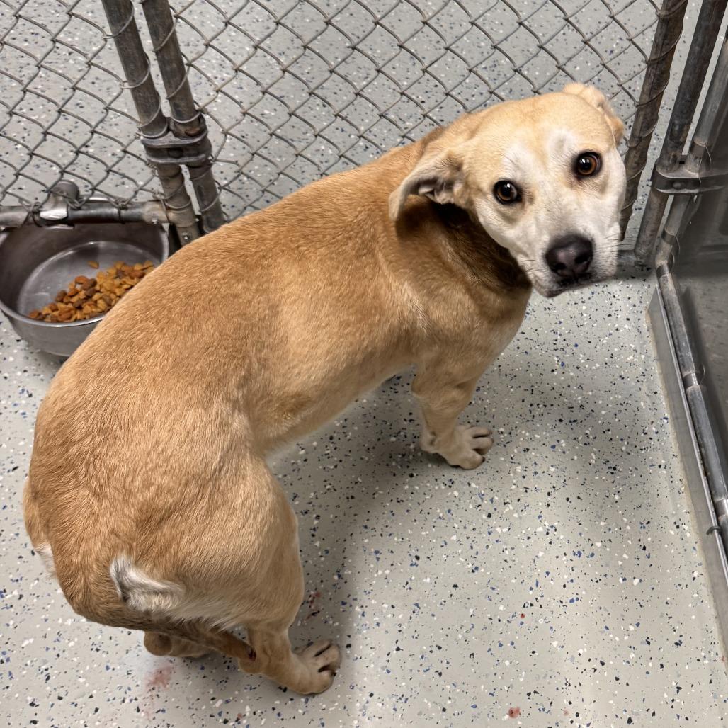 Enlarge Noel, a Adoptable mixed breed in Marion, VA image 1/1