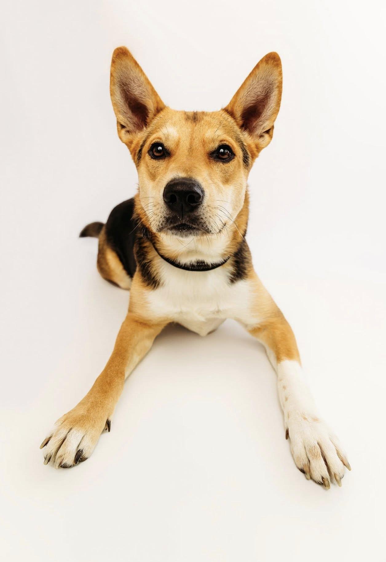 Dahlia, adopted, Young Female German Shepherd Dog.