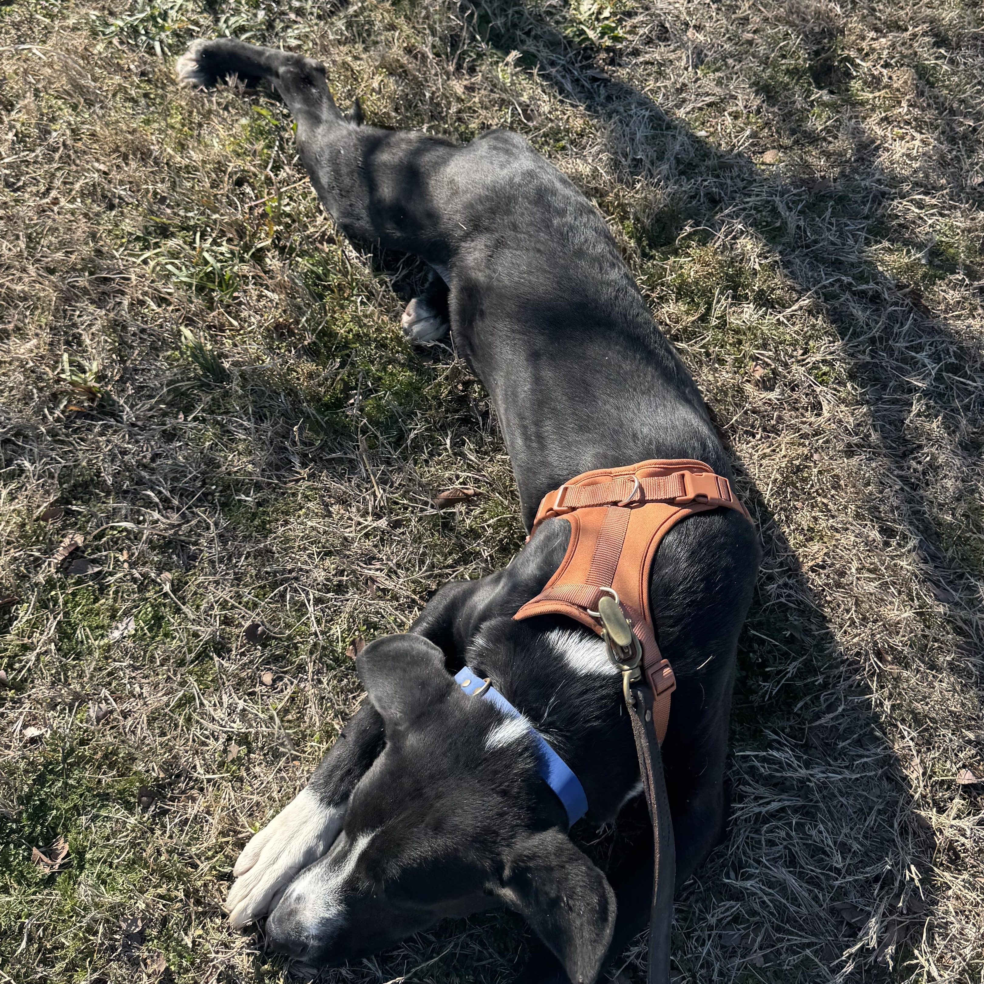 Enlarge Tortellini, a ADOPTABLE mixed breed in Pottsboro, TX image 6/6